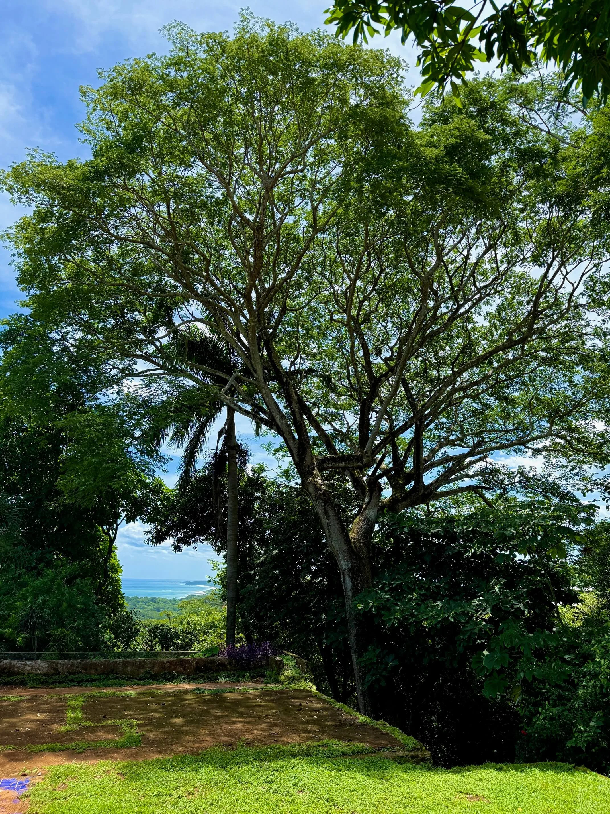 land-for-sale-nosara-costa-rica-trees.jpg