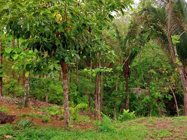 casita-jungle-600.jpg