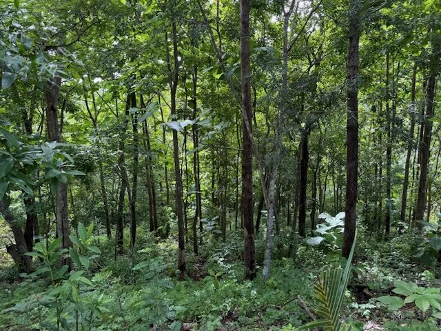 nosara-guanacaste-costa-rica-real-estate-forest.jpg