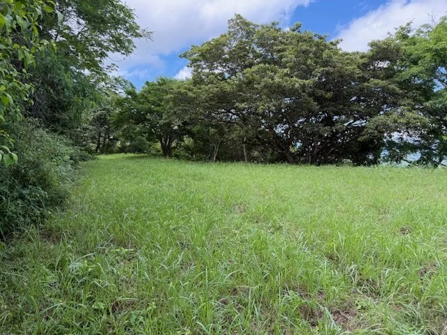nosara-costa-rica-property-for-sale-mature-trees.jpg