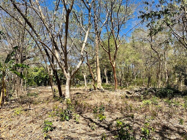 costa-rica-property-for-sale-trees-2.jpg