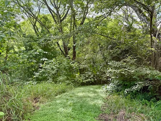 lots-for-sale-nosara-costa-rica-mature-trees.jpg