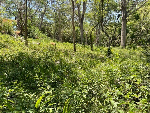 lot-for-sale-nosara-jungle.jpg