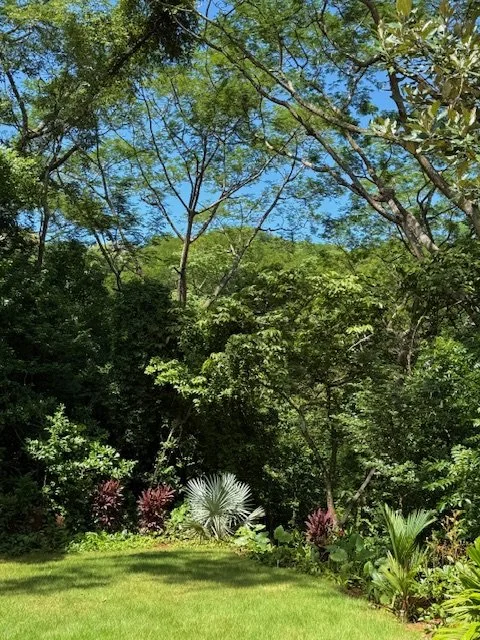nosara-real-estate-for-sale-garden.jpg