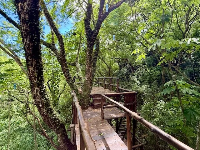 lots-for-sale-nosara-costa-rica-treetops.jpg