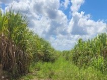 Endless Sugarcane Plantation – 100,000 Hectares