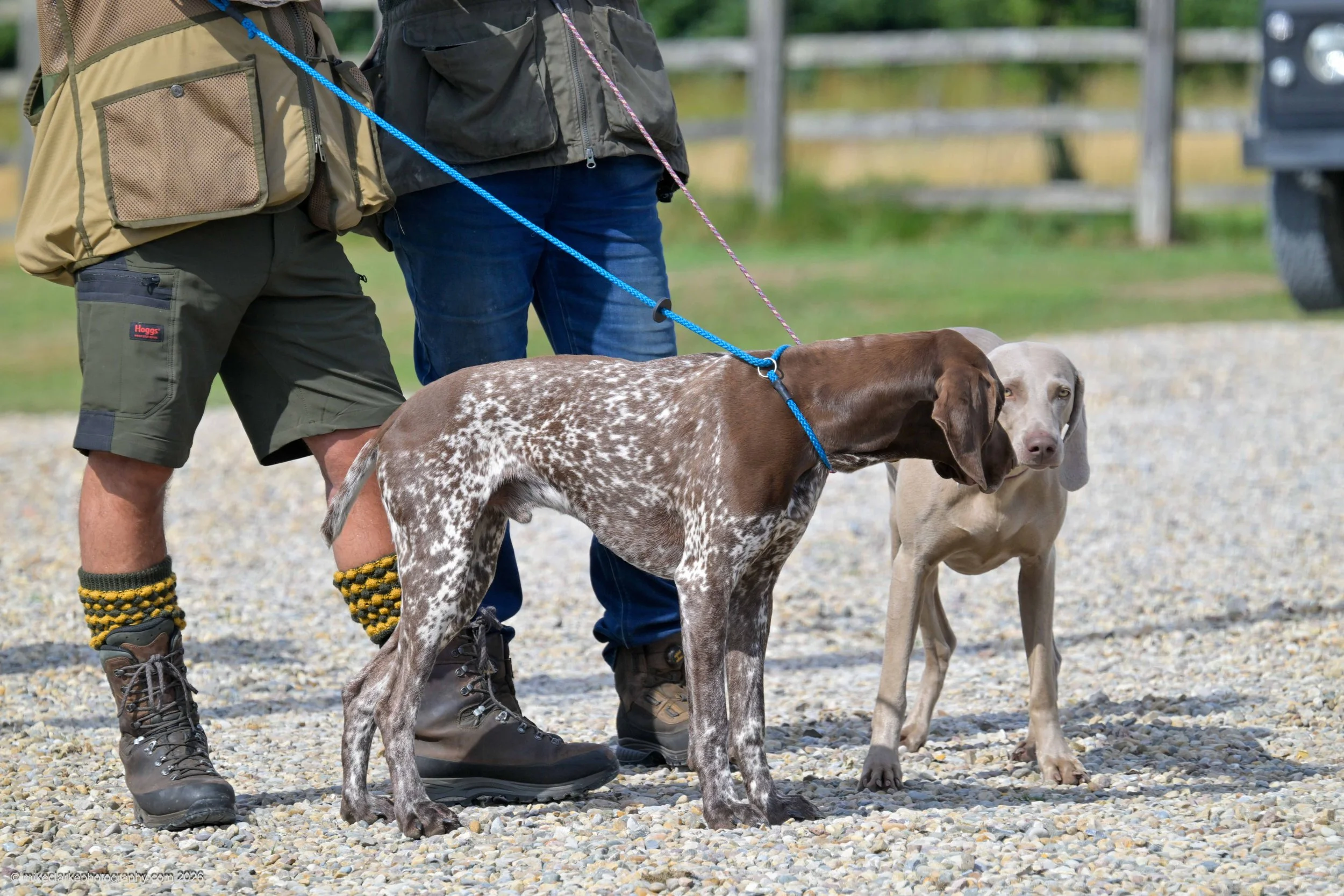 2026-08-09_YorkshireDogShow_25533.jpg