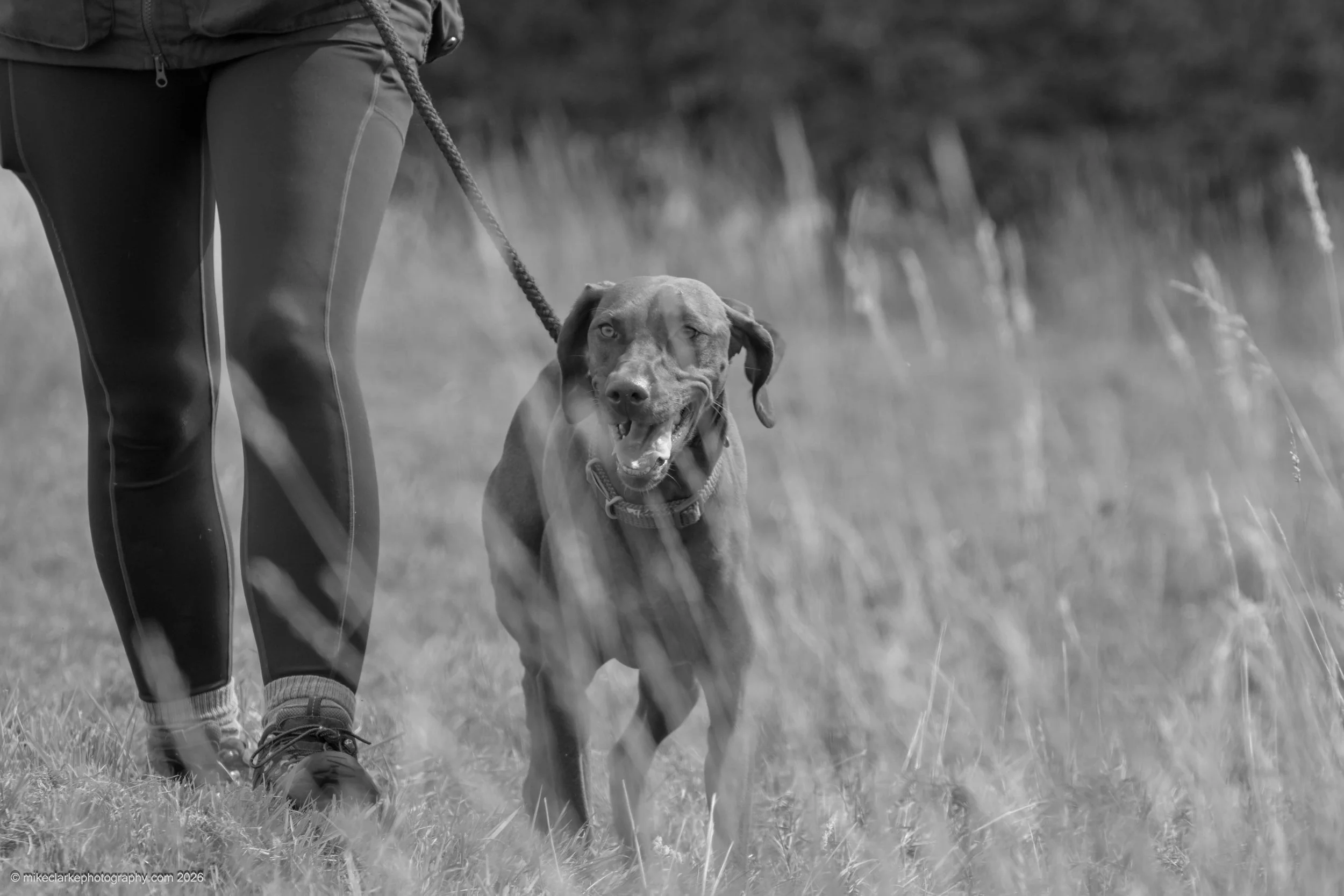 2026-08-09_YorkshireDogShow_25321.jpg