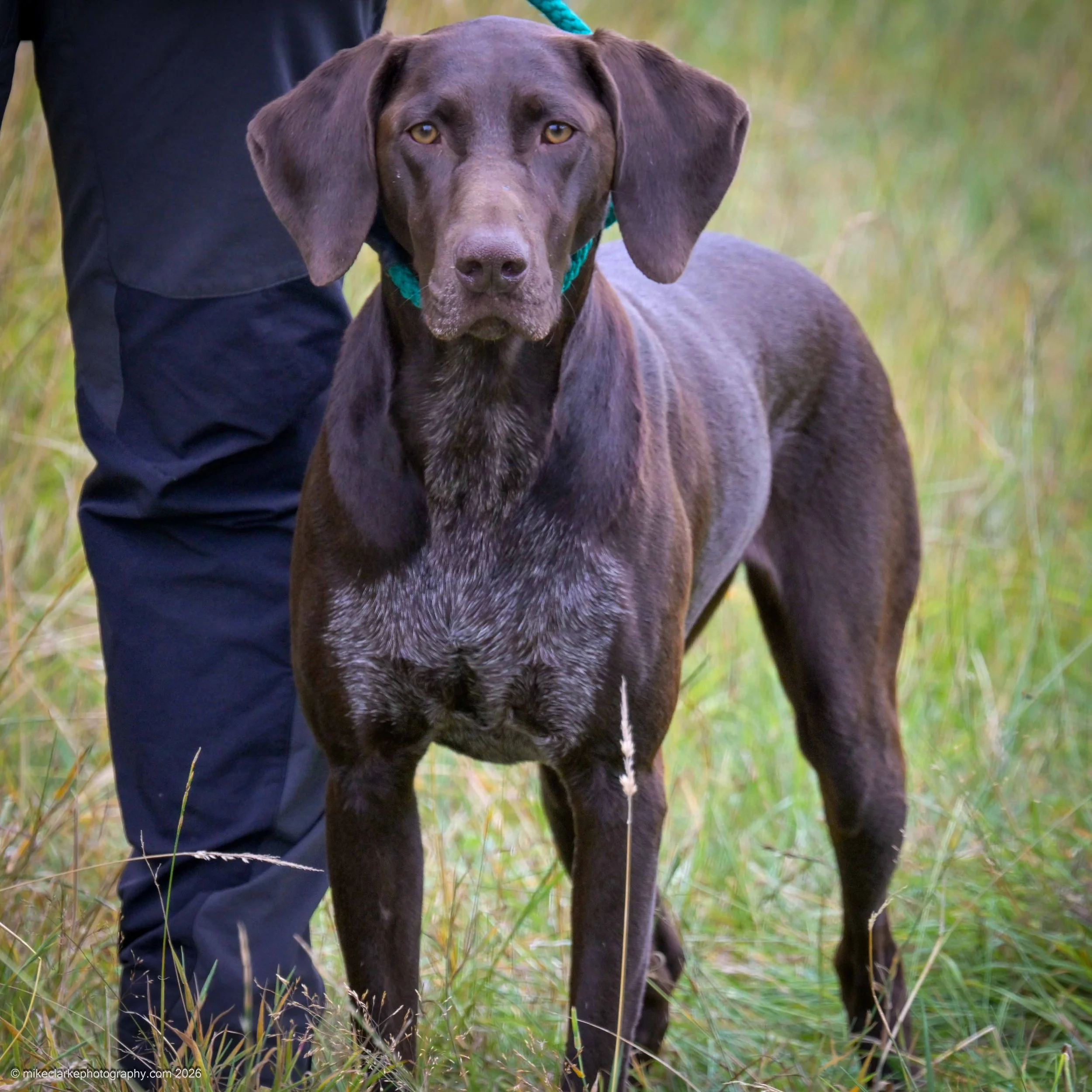 2026-08-09_YorkshireDogShow_25604.jpg