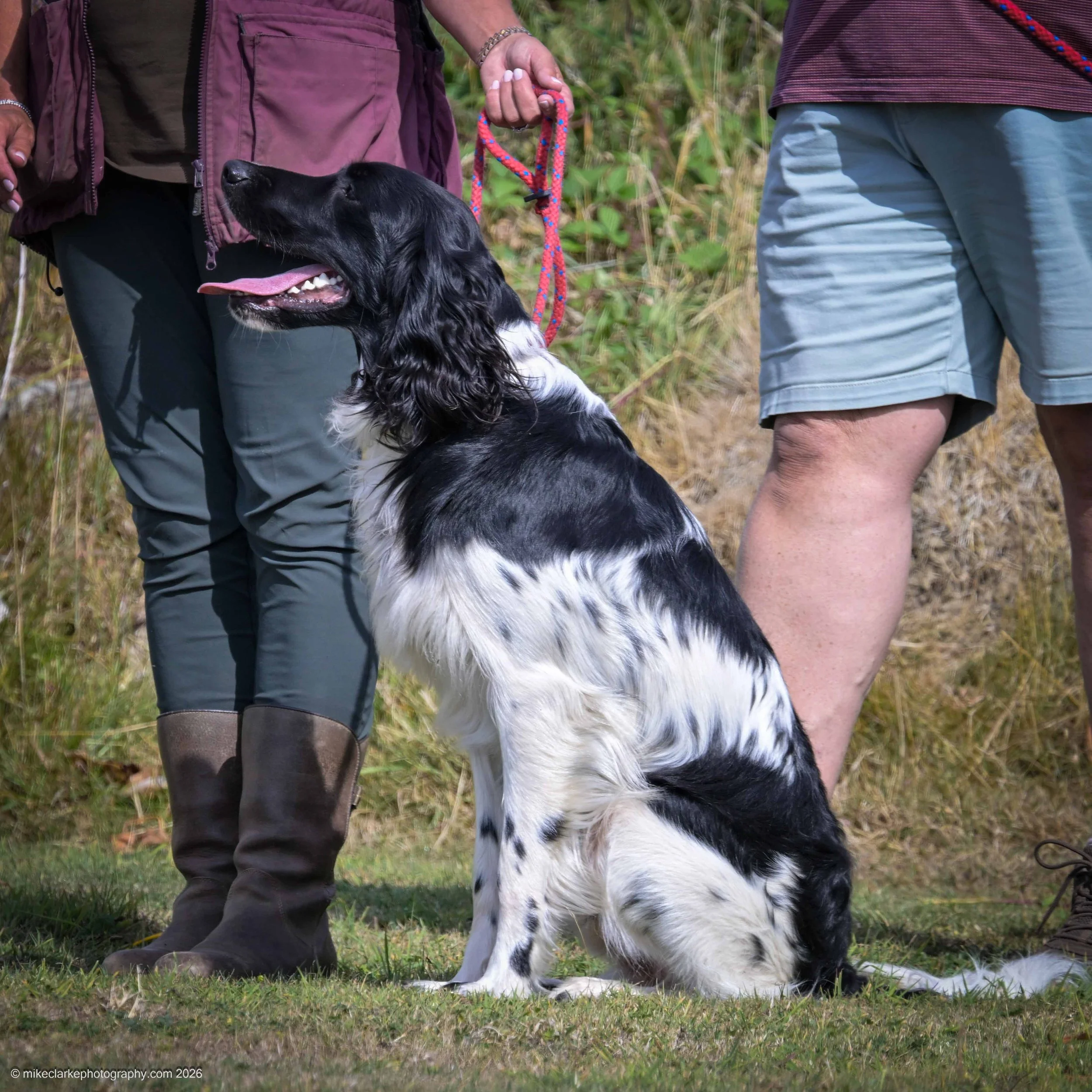 2026-08-09_YorkshireDogShow_25564.jpg