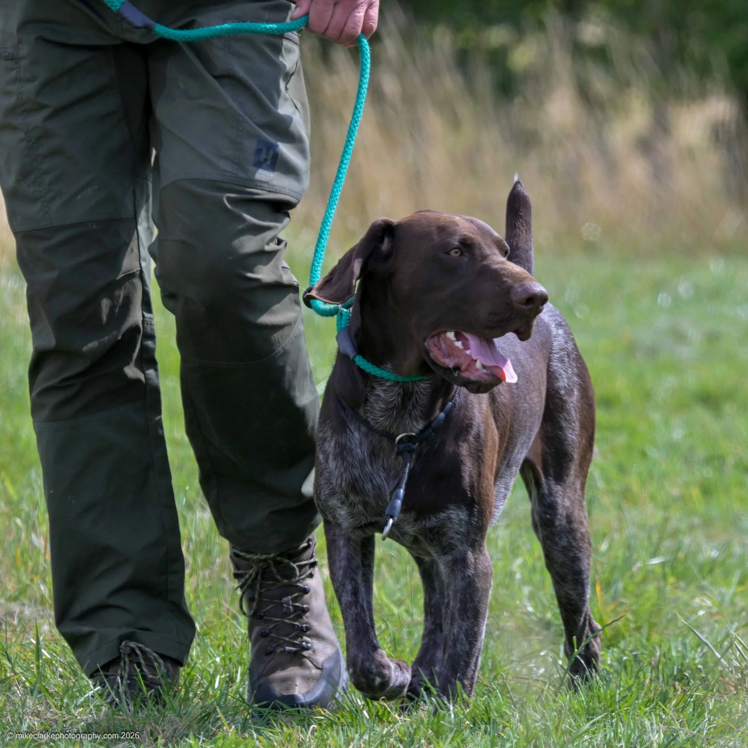2026-08-09_YorkshireDogShow_25420.jpg