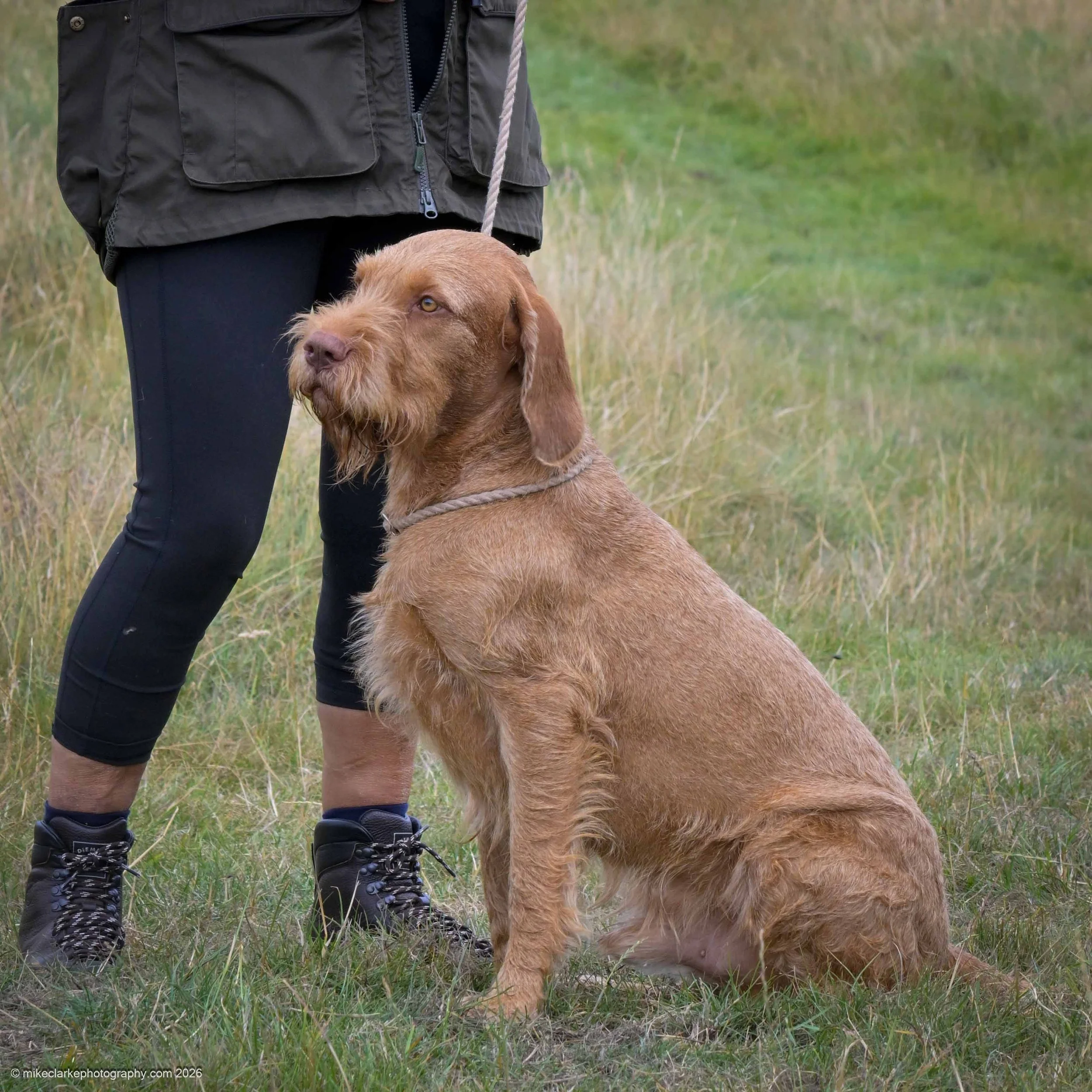 2026-08-09_YorkshireDogShow_25551.jpg