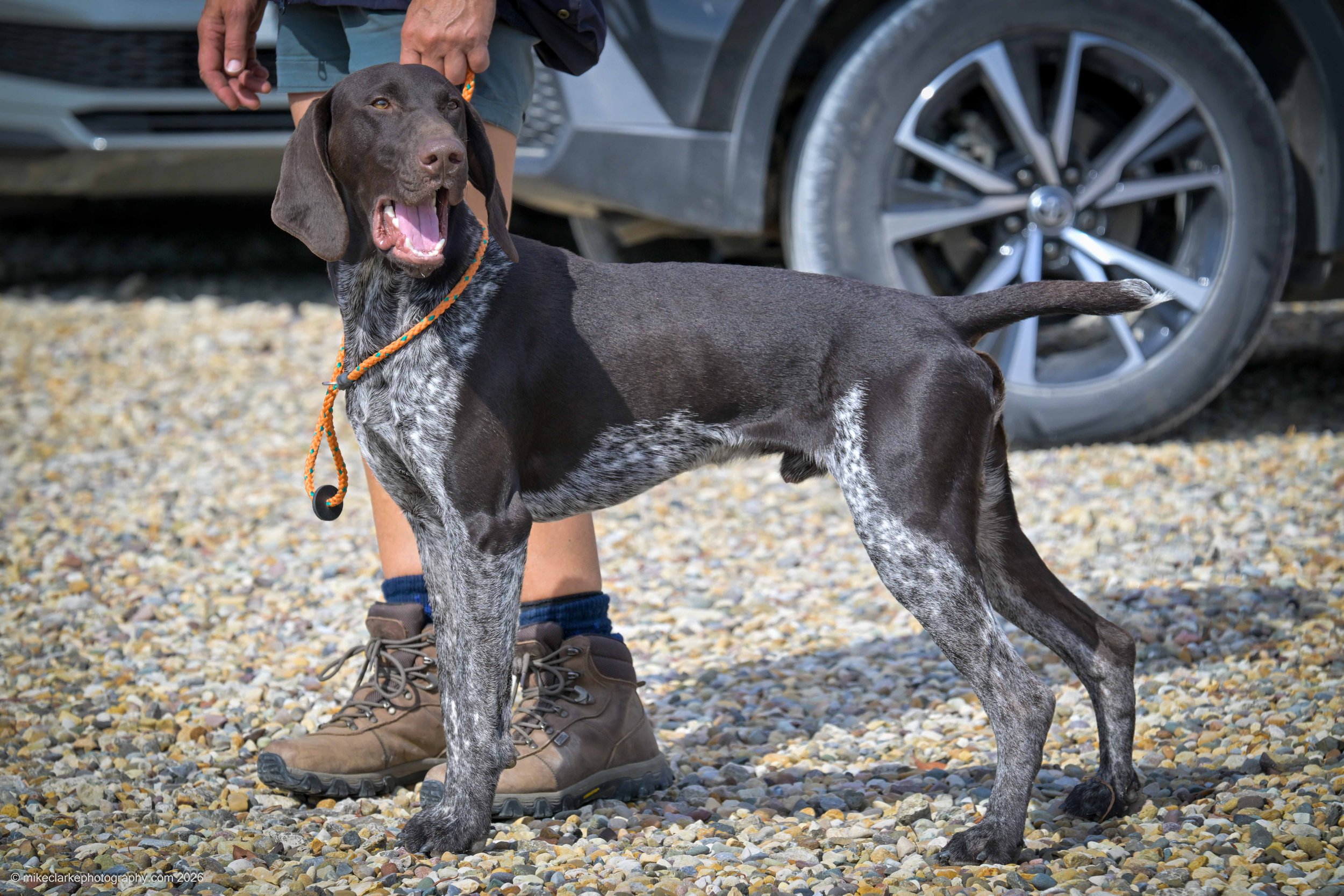 2026-08-09_YorkshireDogShow_25717.jpg