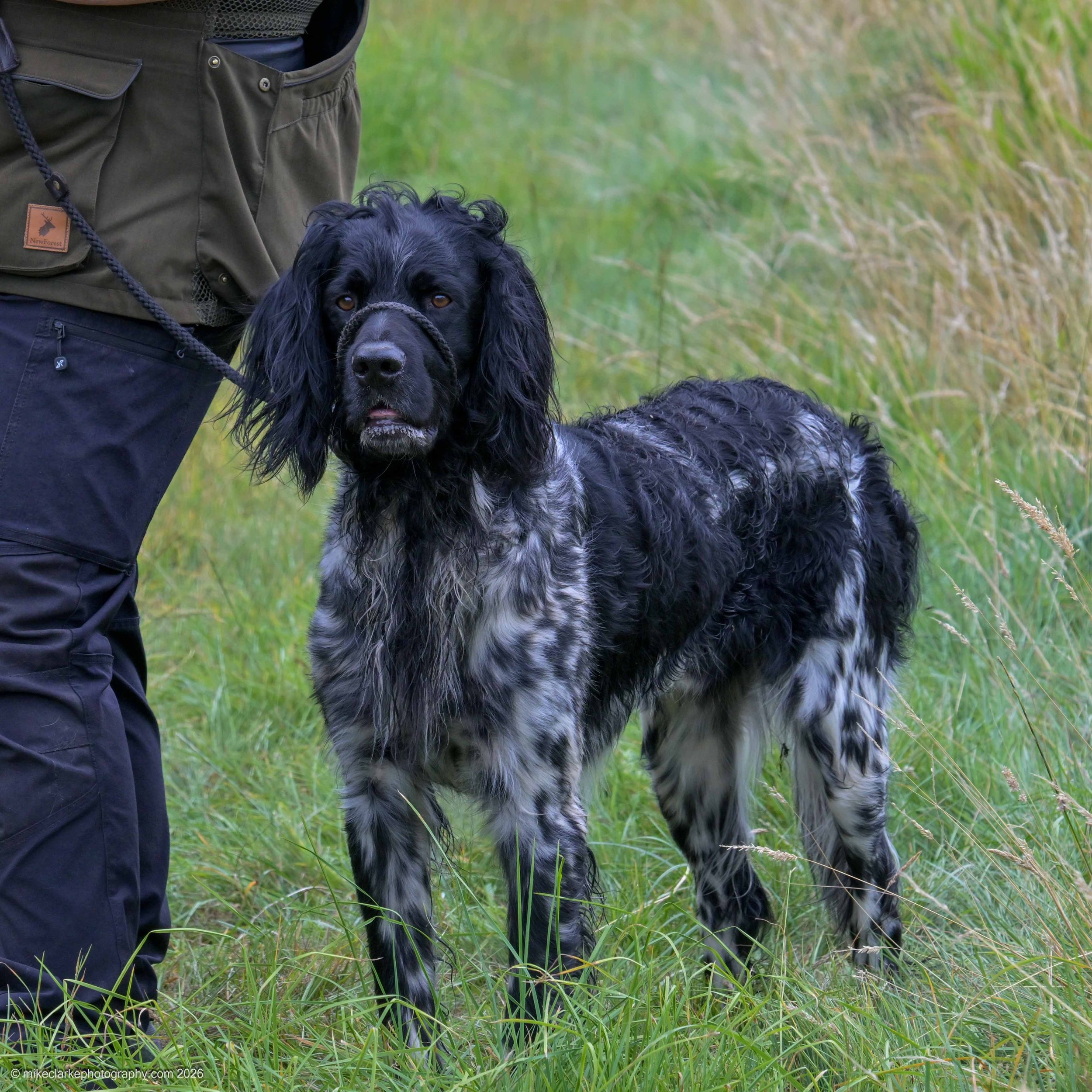 2026-08-09_YorkshireDogShow_25512.jpg