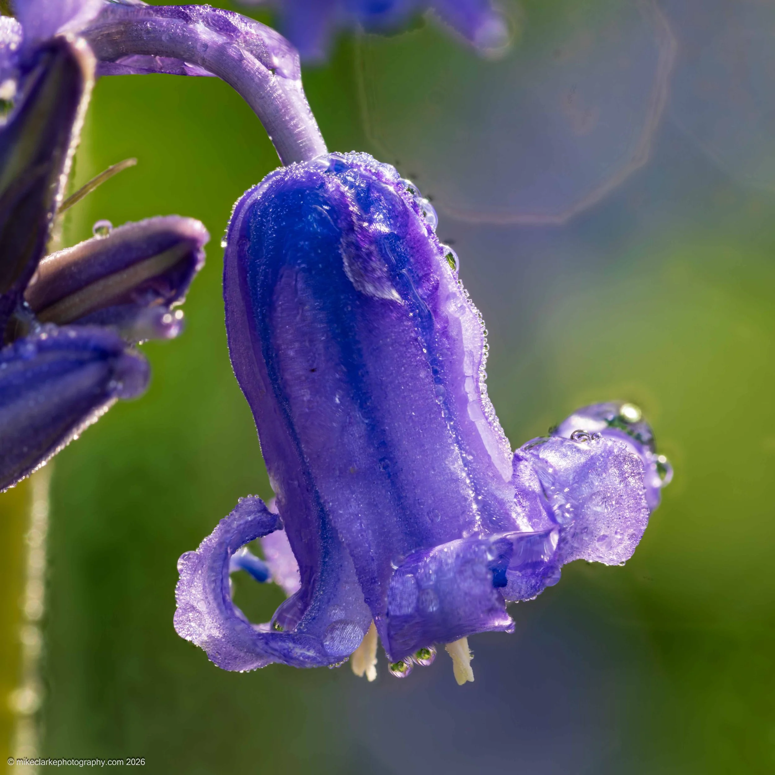 Bluebell Macro 1
