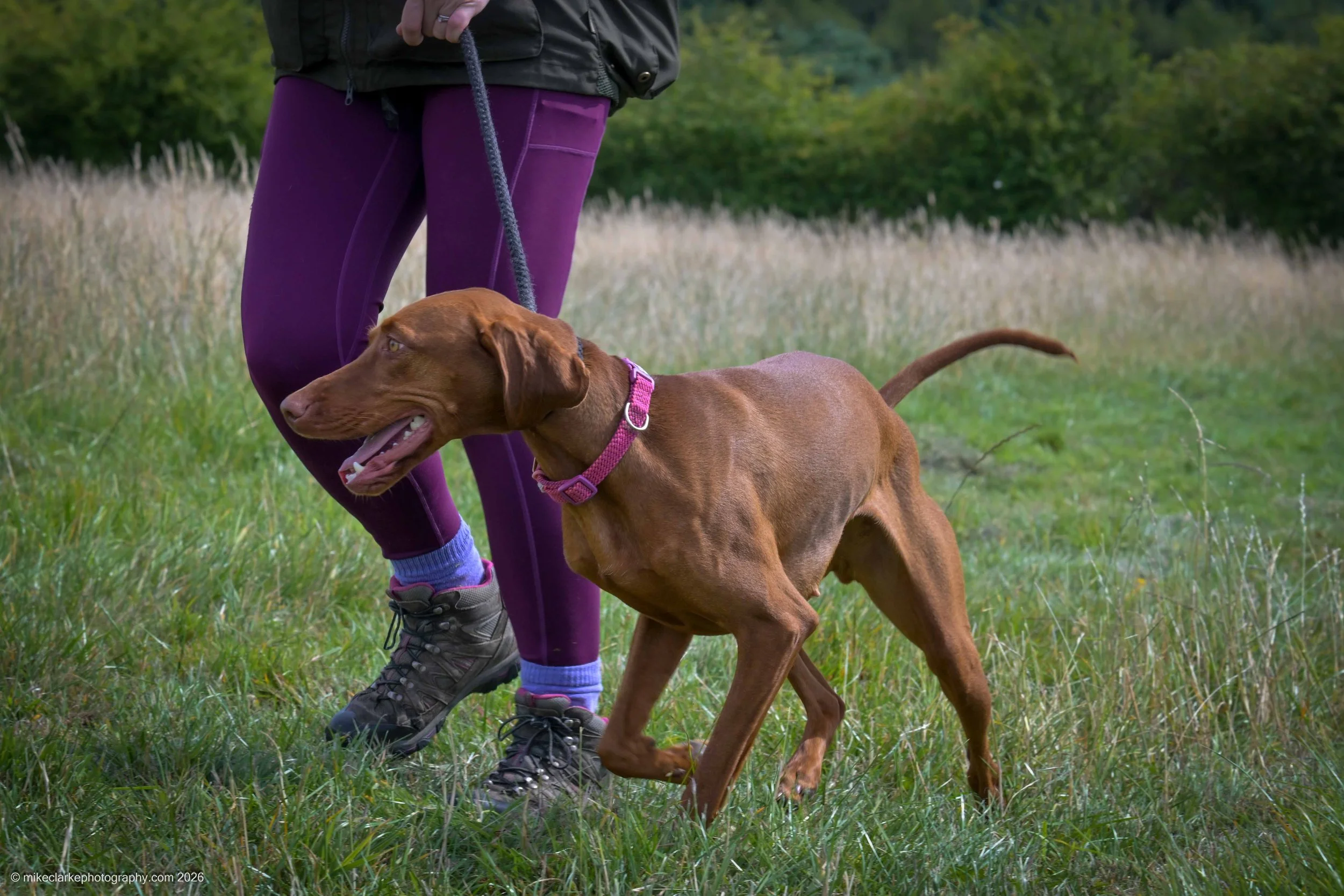 2026-08-09_YorkshireDogShow_25491.jpg