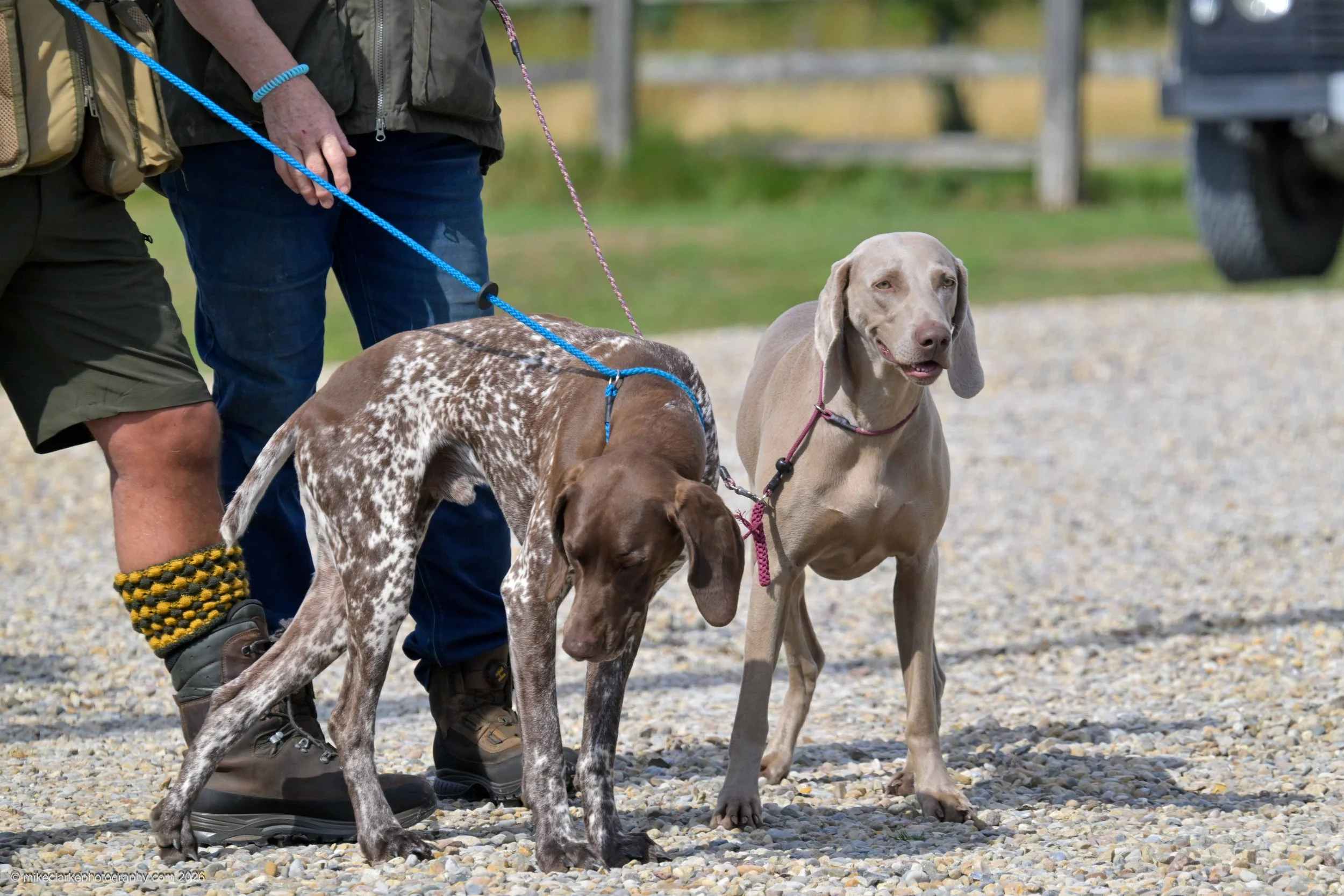 2026-08-09_YorkshireDogShow_25714.jpg
