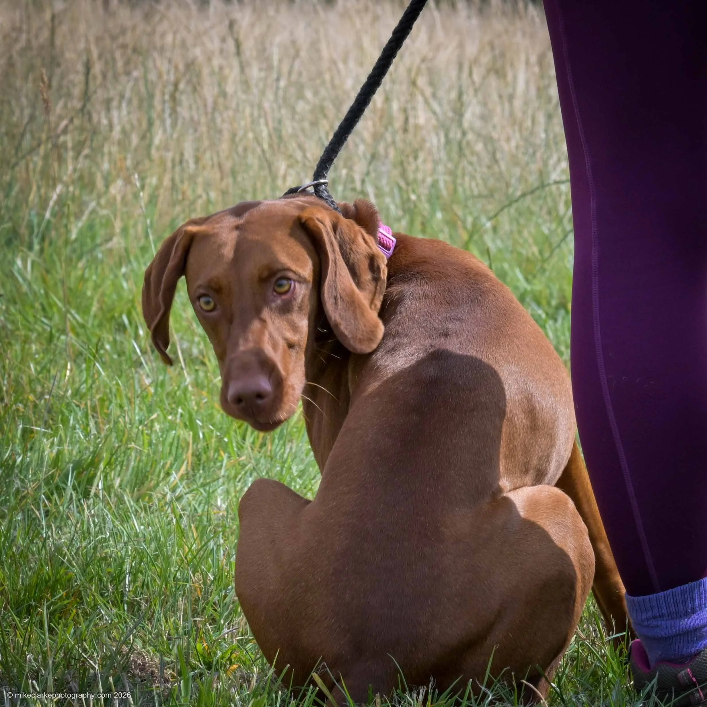 2026-08-09_YorkshireDogShow_25642.jpg