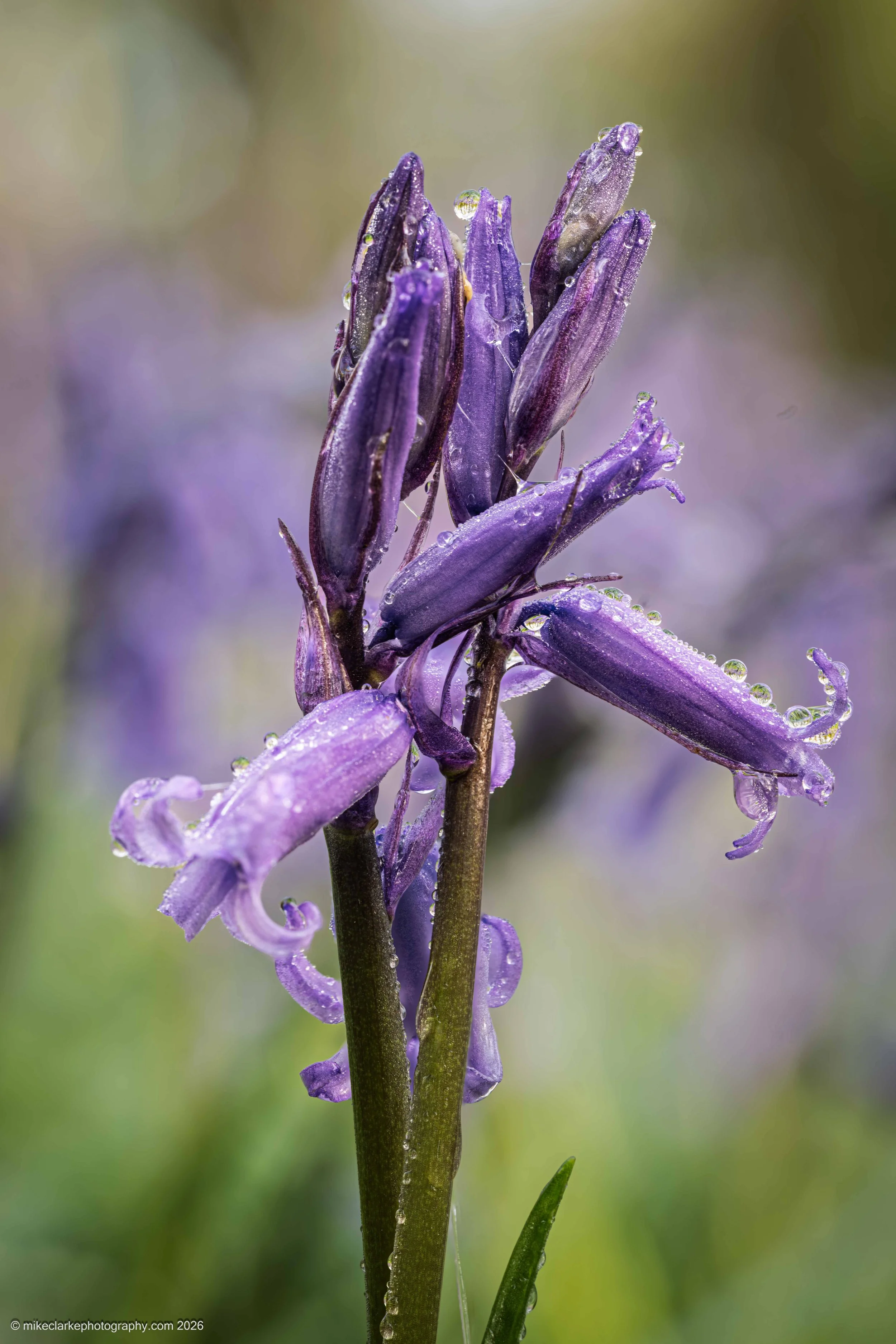 Bluebell Macro