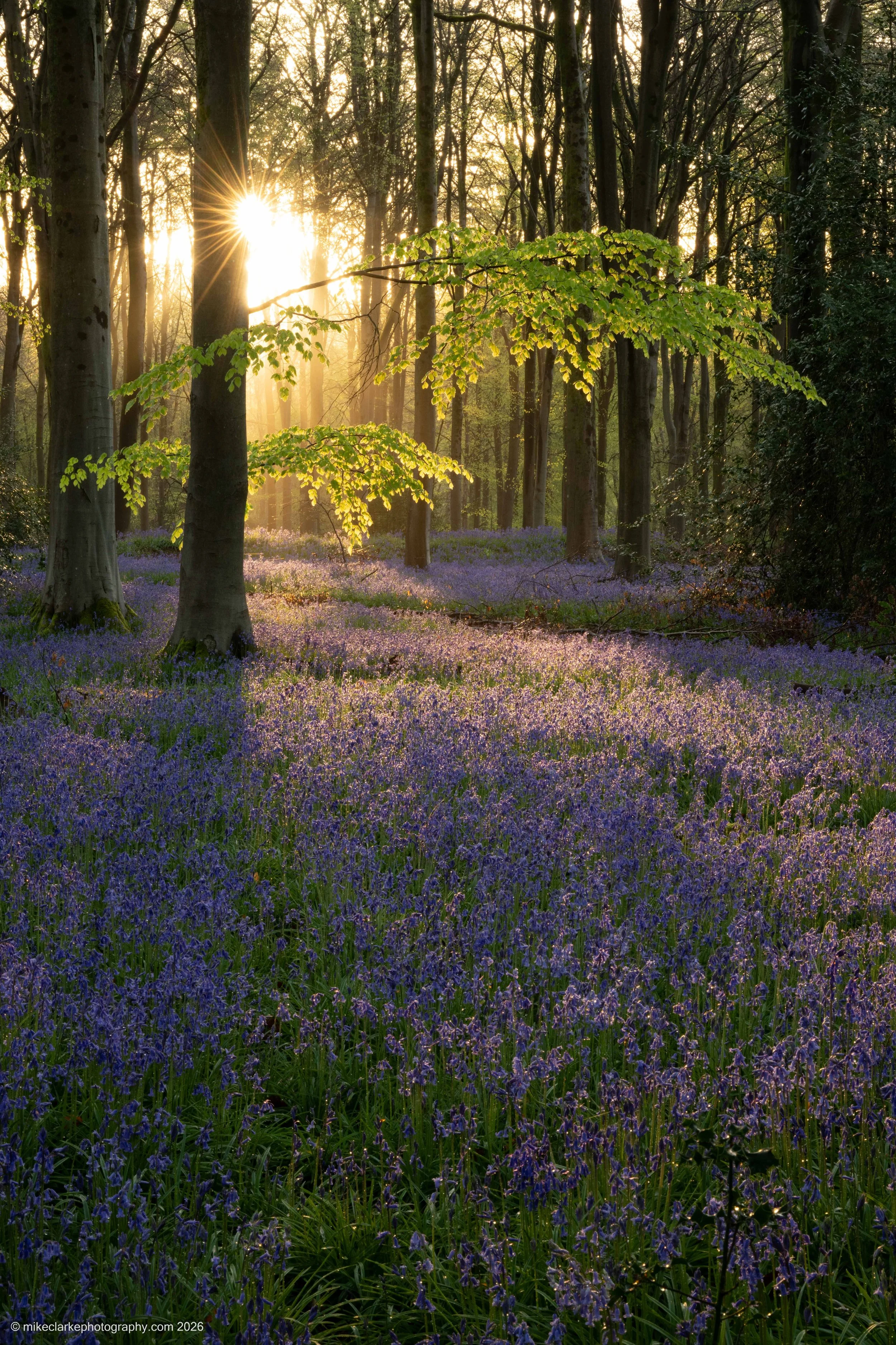West Woods Starburst Sunrise