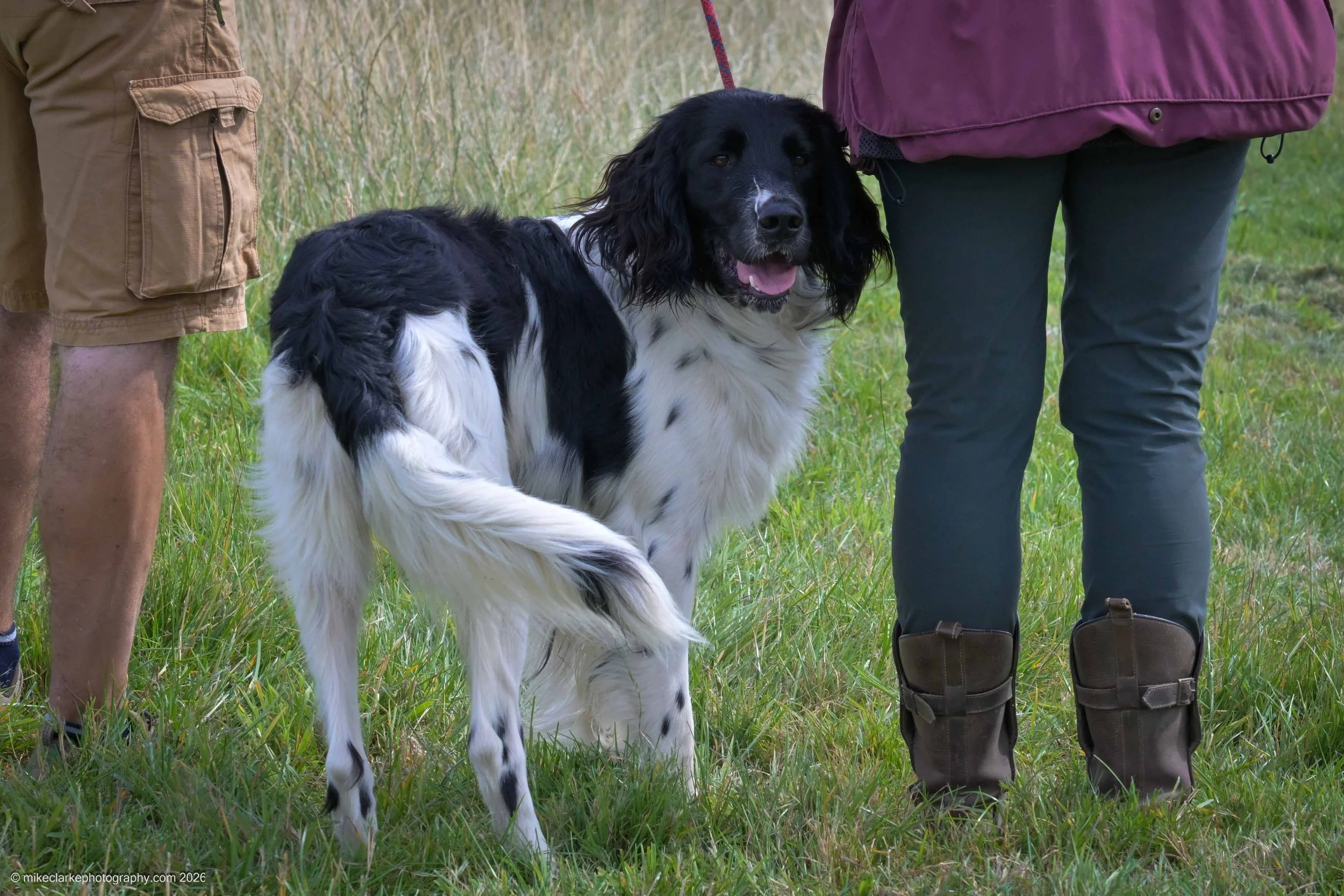 2026-08-09_YorkshireDogShow_25353.jpg