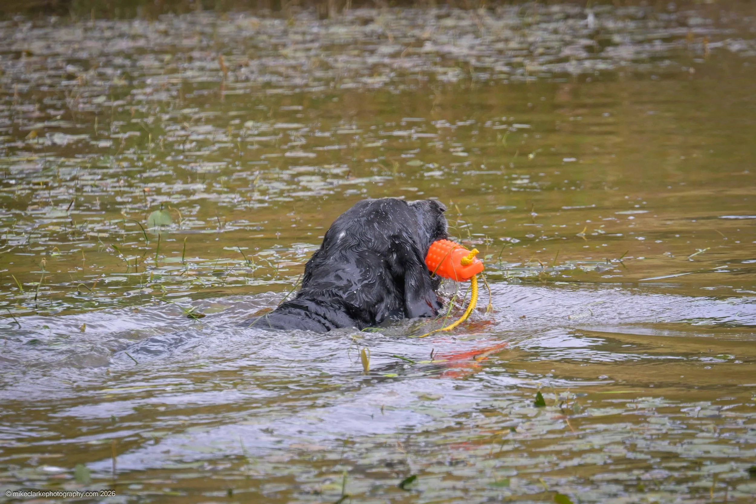 2026-08-09_YorkshireDogShow_25433.jpg