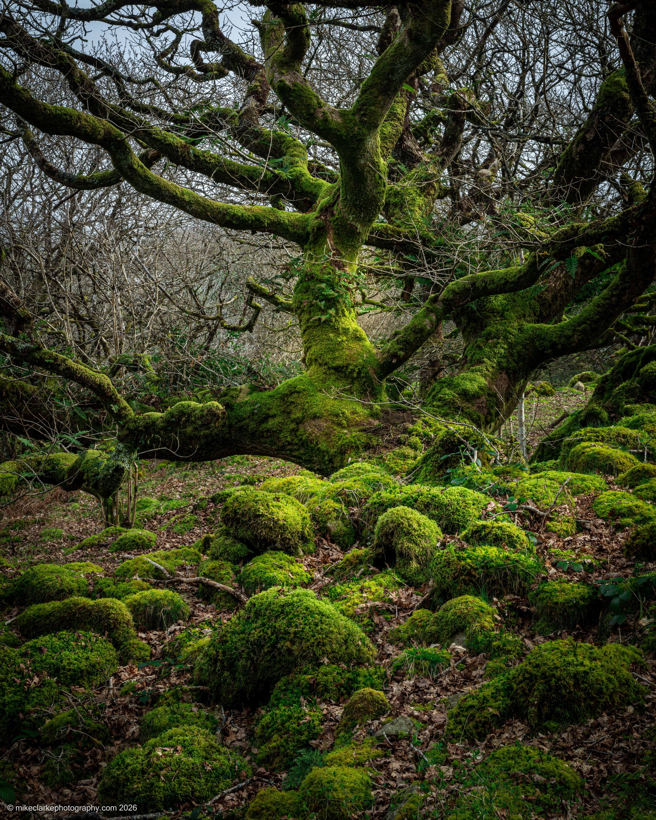 Ty Canol Ancient Oak