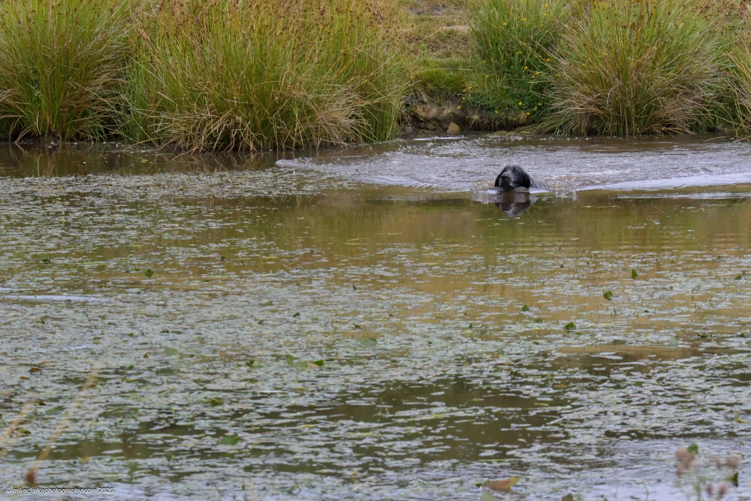 2026-08-09_YorkshireDogShow_25474.jpg