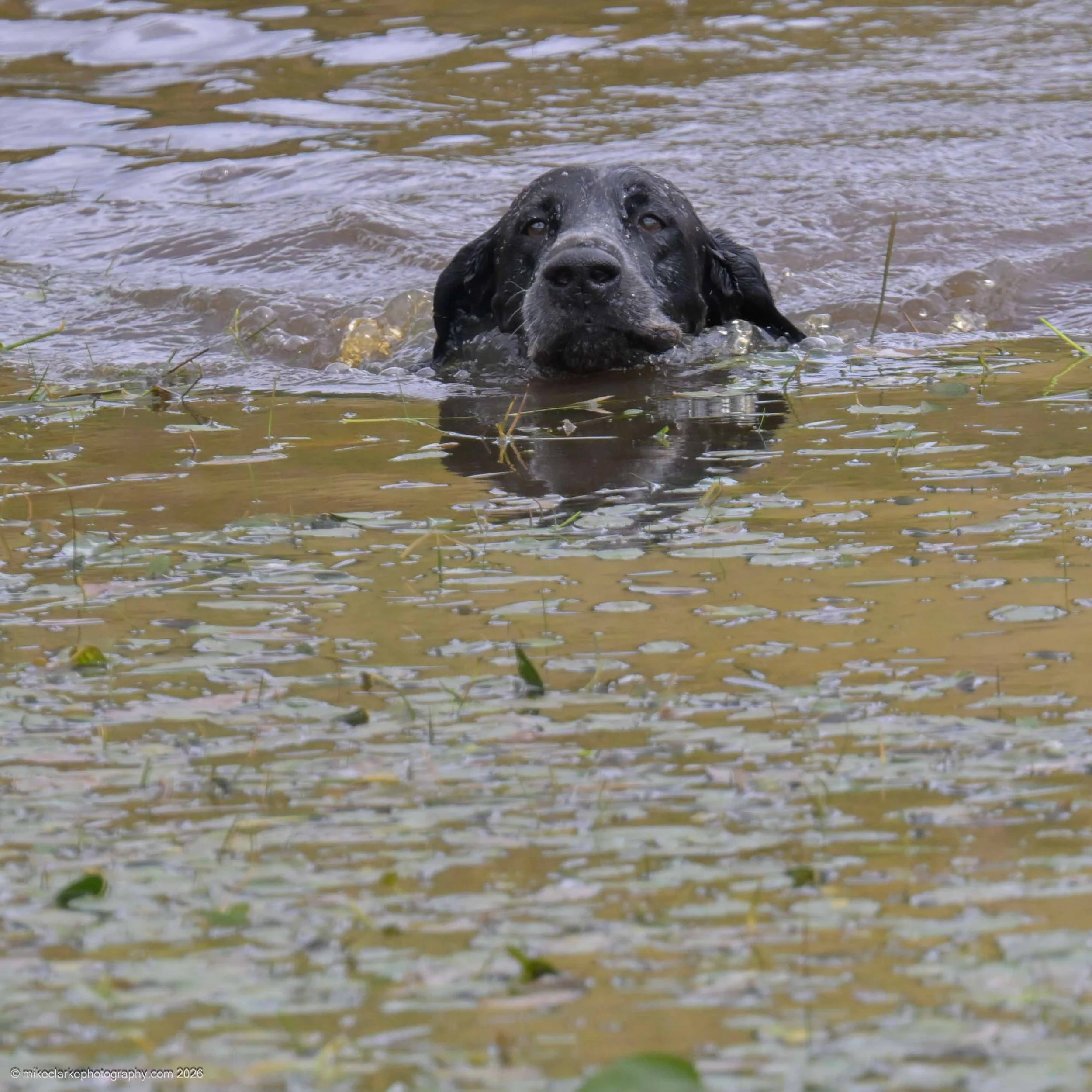 2026-08-09_YorkshireDogShow_25411.jpg