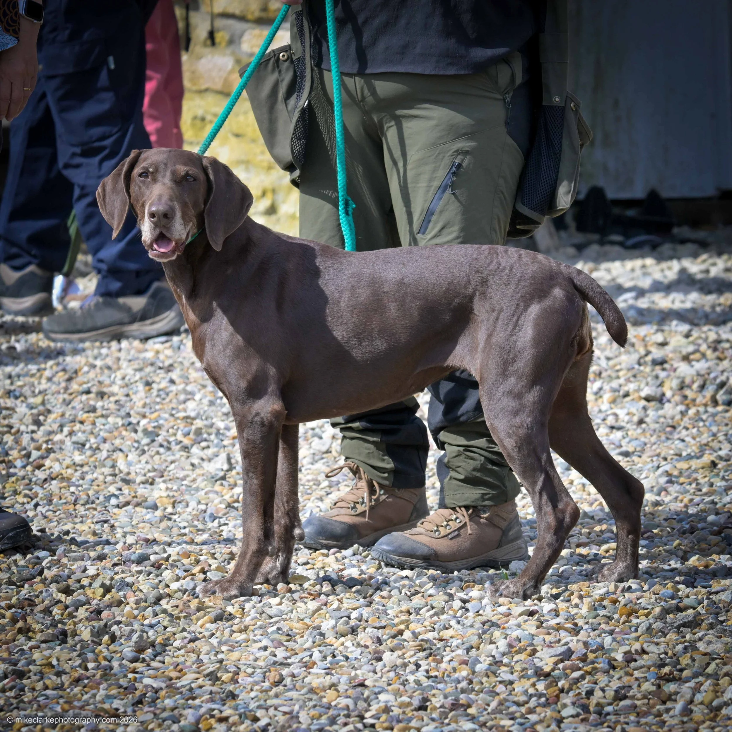 2026-08-09_YorkshireDogShow_25367.jpg