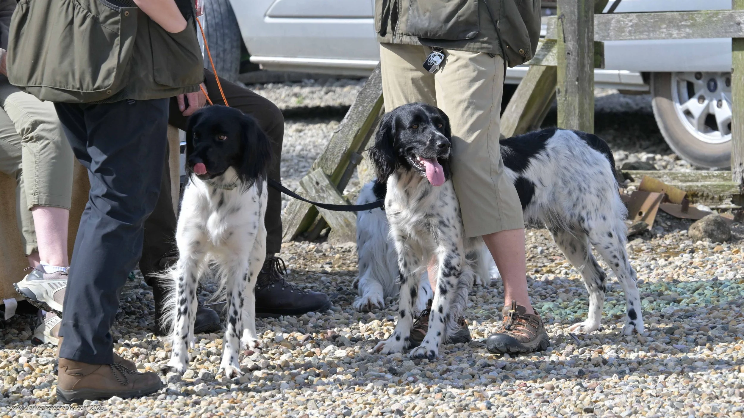 2026-08-09_YorkshireDogShow_25518.jpg