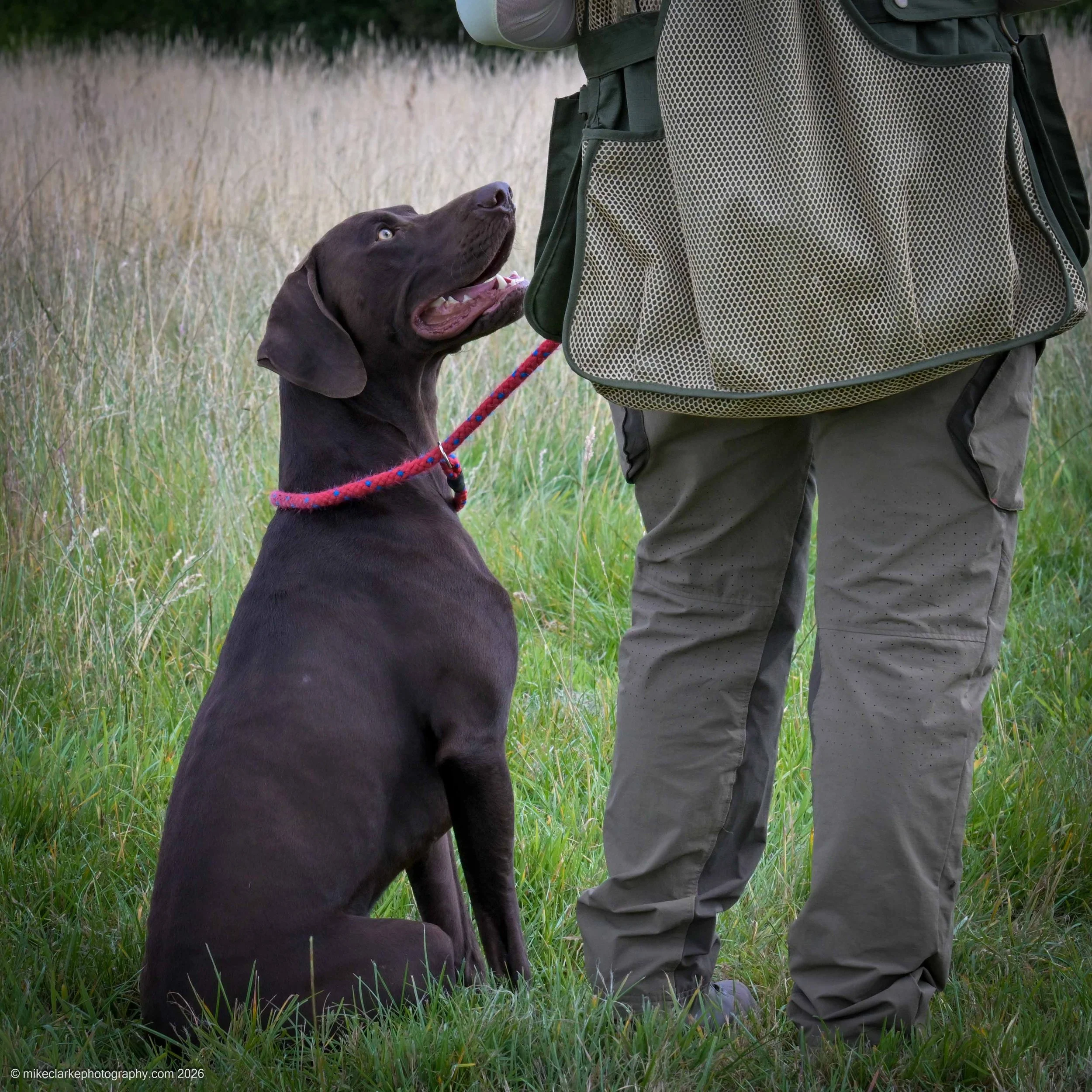 2026-08-09_YorkshireDogShow_25699.jpg