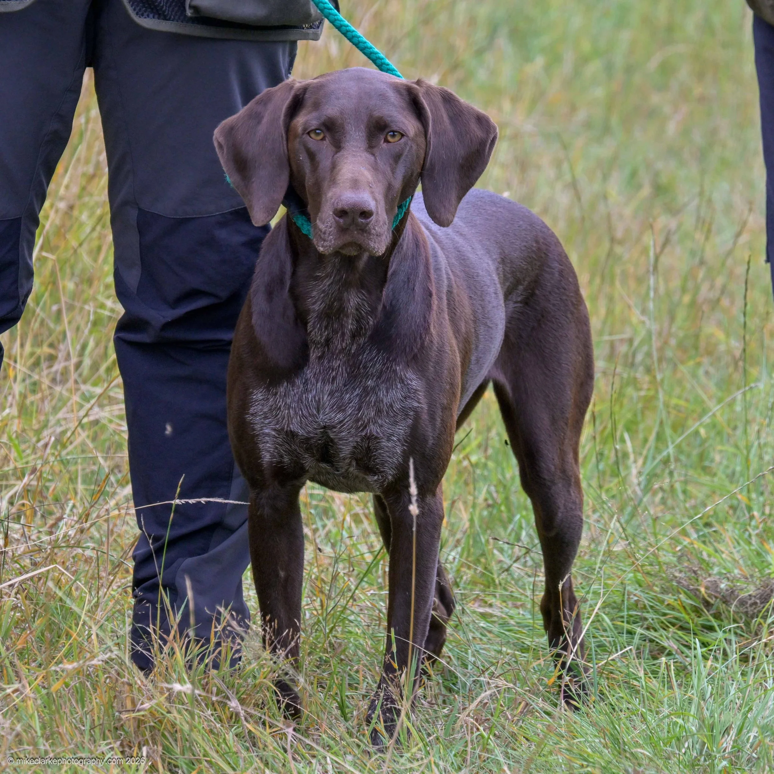 2026-08-09_YorkshireDogShow_25471.jpg