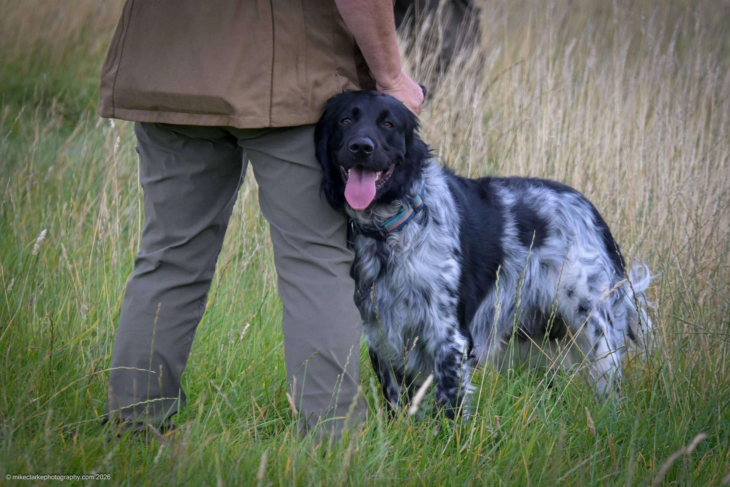 2026-08-09_YorkshireDogShow_25440.jpg