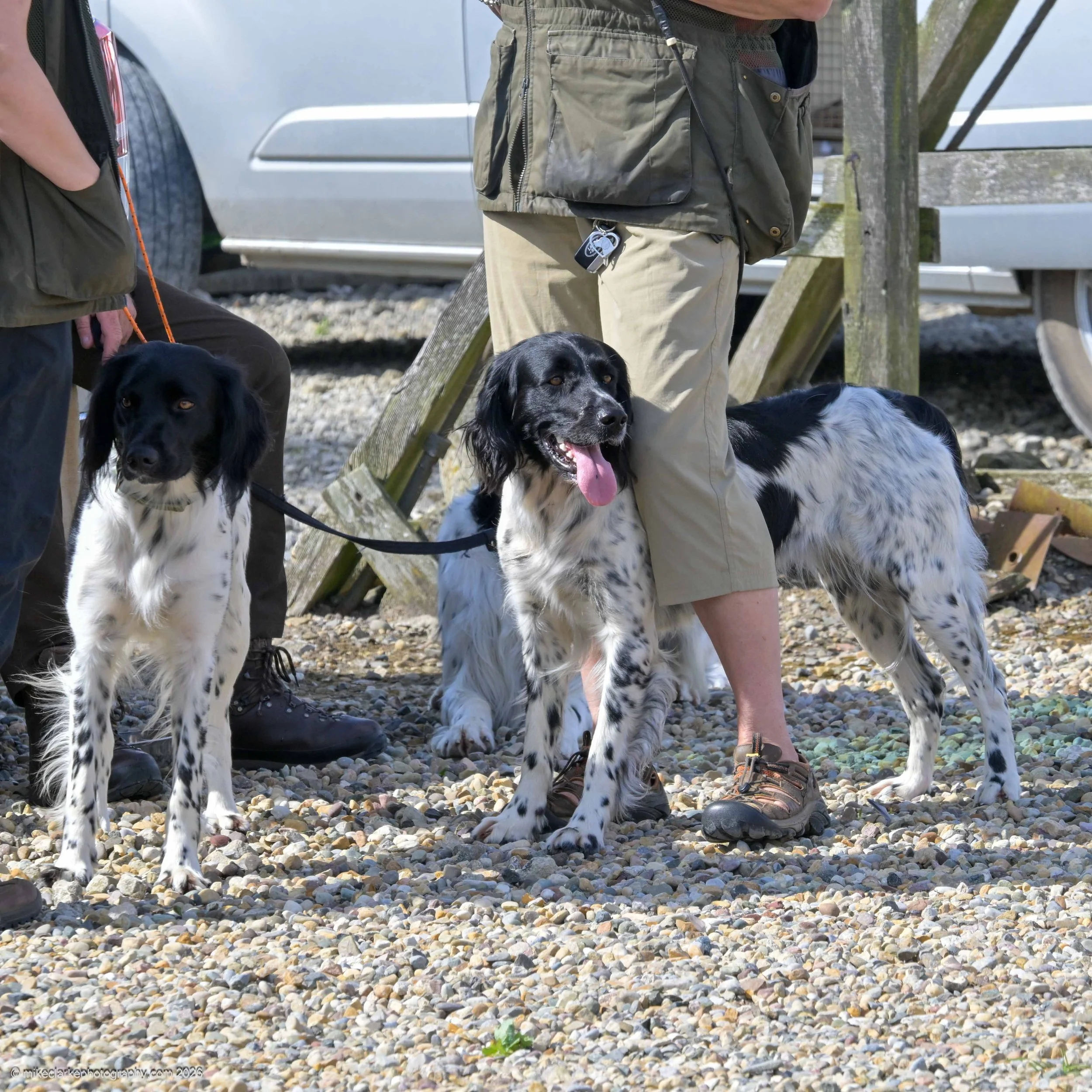 2026-08-09_YorkshireDogShow_25417.jpg