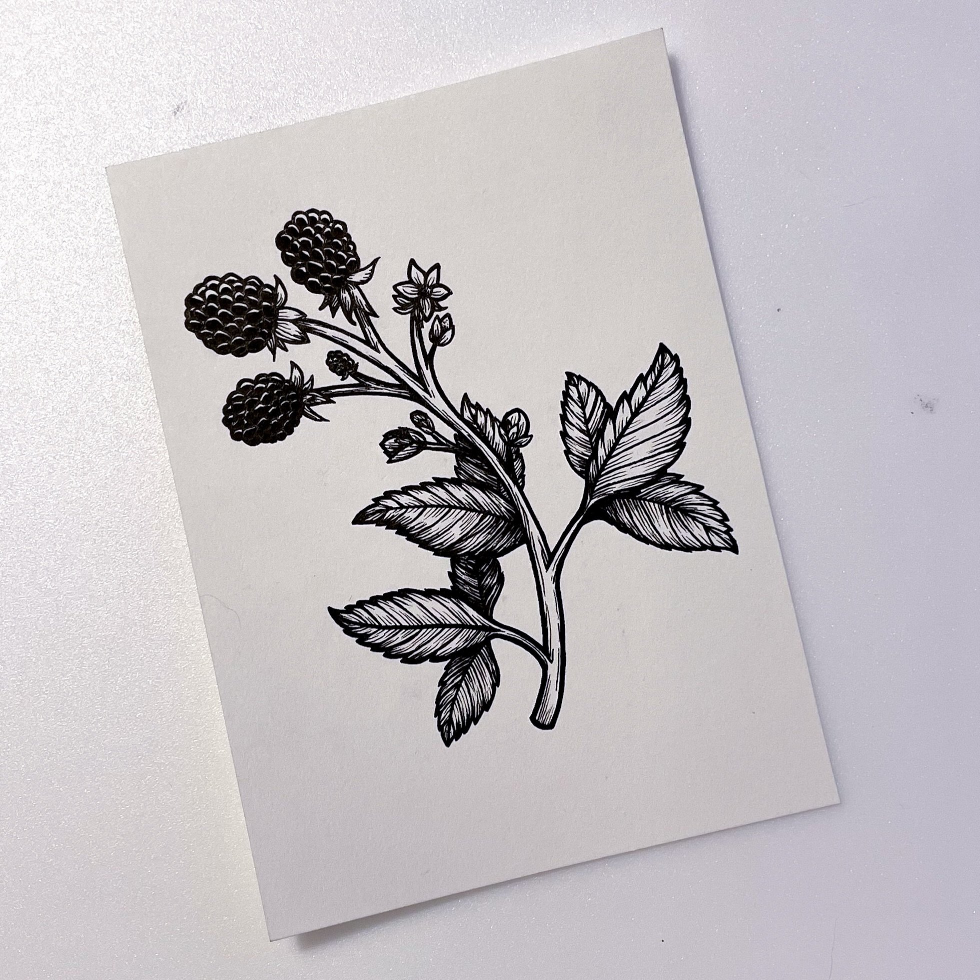 just some classic paper and ink 🖋️ i had a lot of fun drawing these blackberries, it’s a rework of an older drawing i did! i always find it worth it to revisit old art , whether i was happy with the result at the time or not and redraw, just t