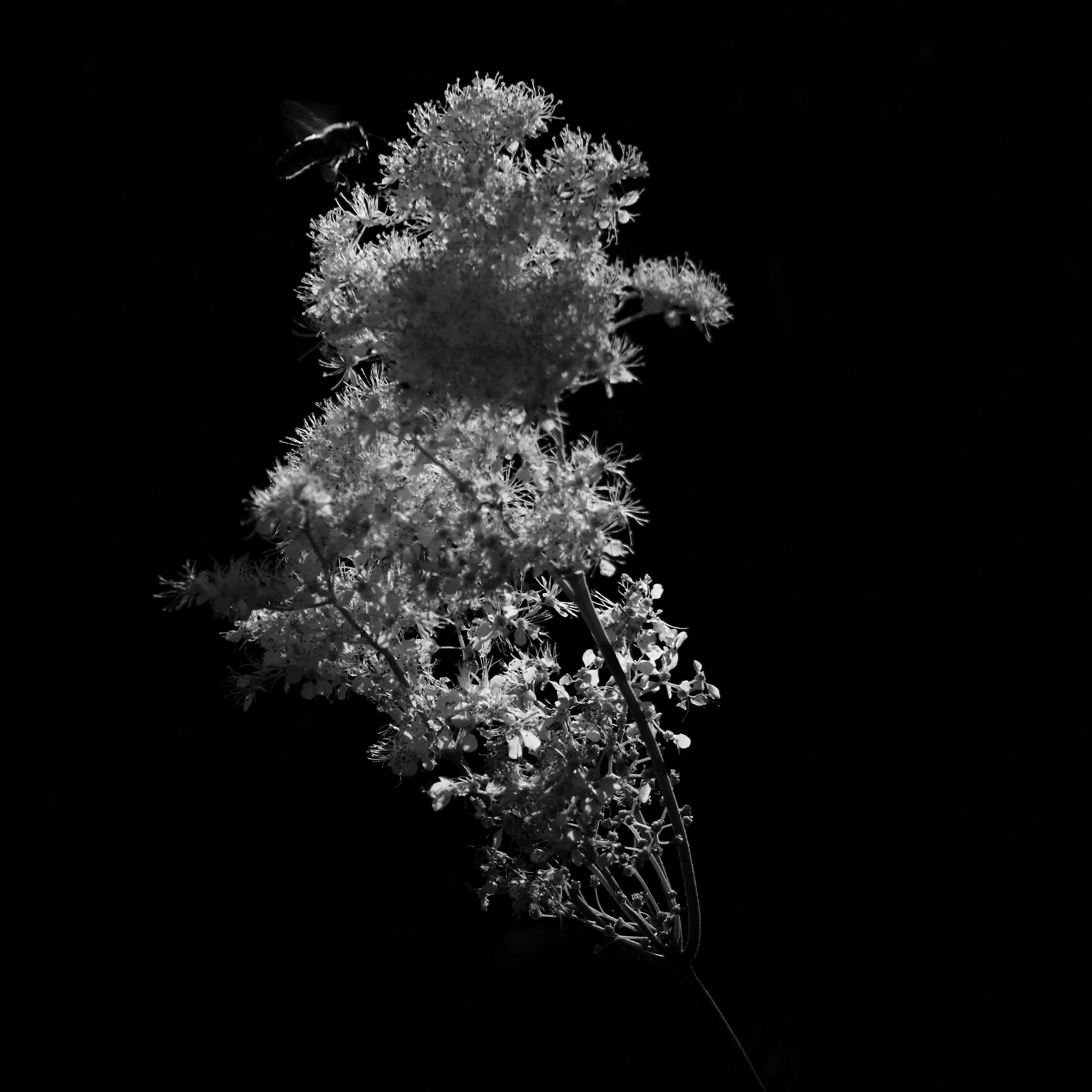 LICHT DES LEBENS NAHRUNG