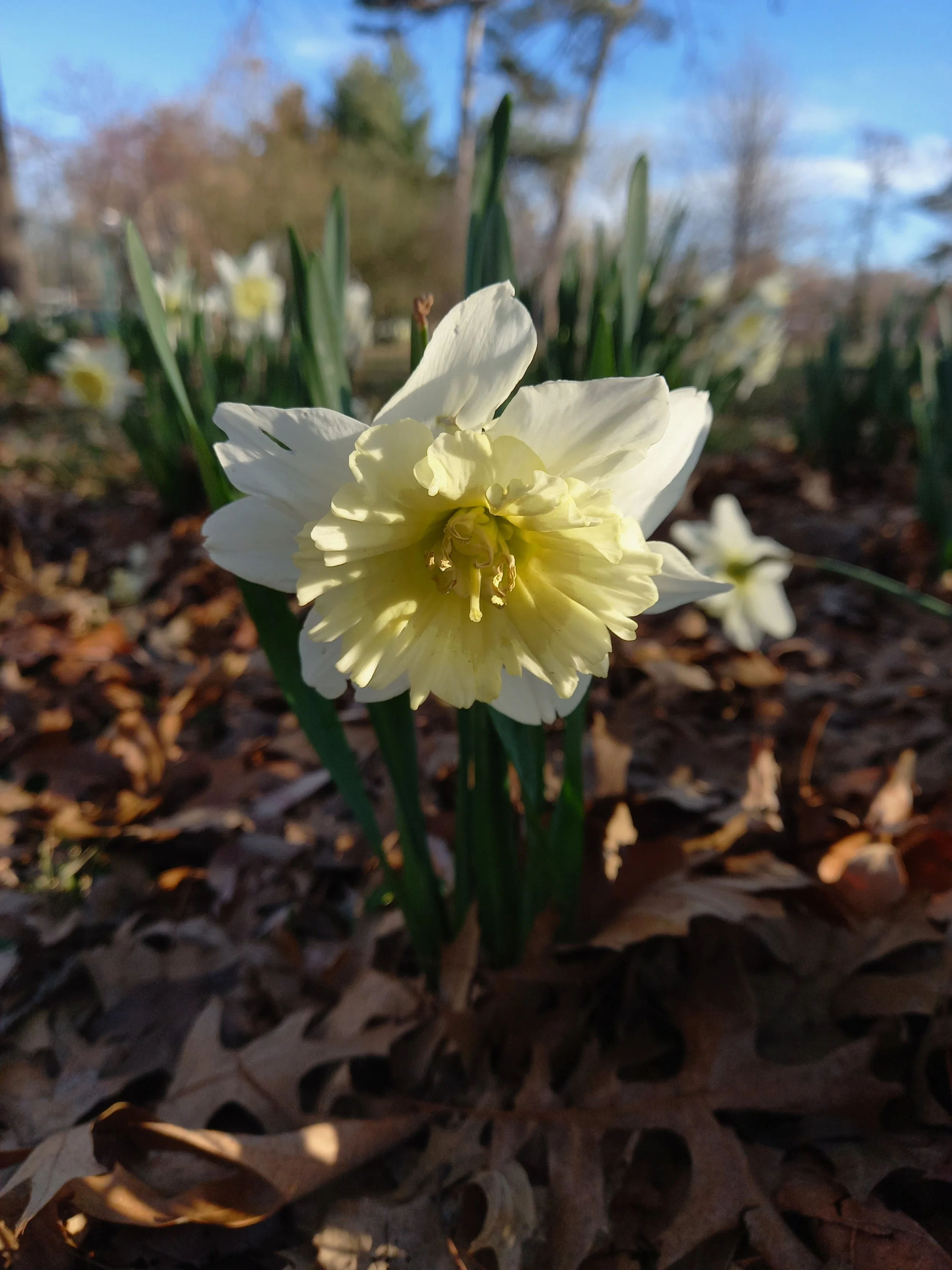 Meeting Your Inner Guide:  Guided Meditation Journey with Live Drumming 