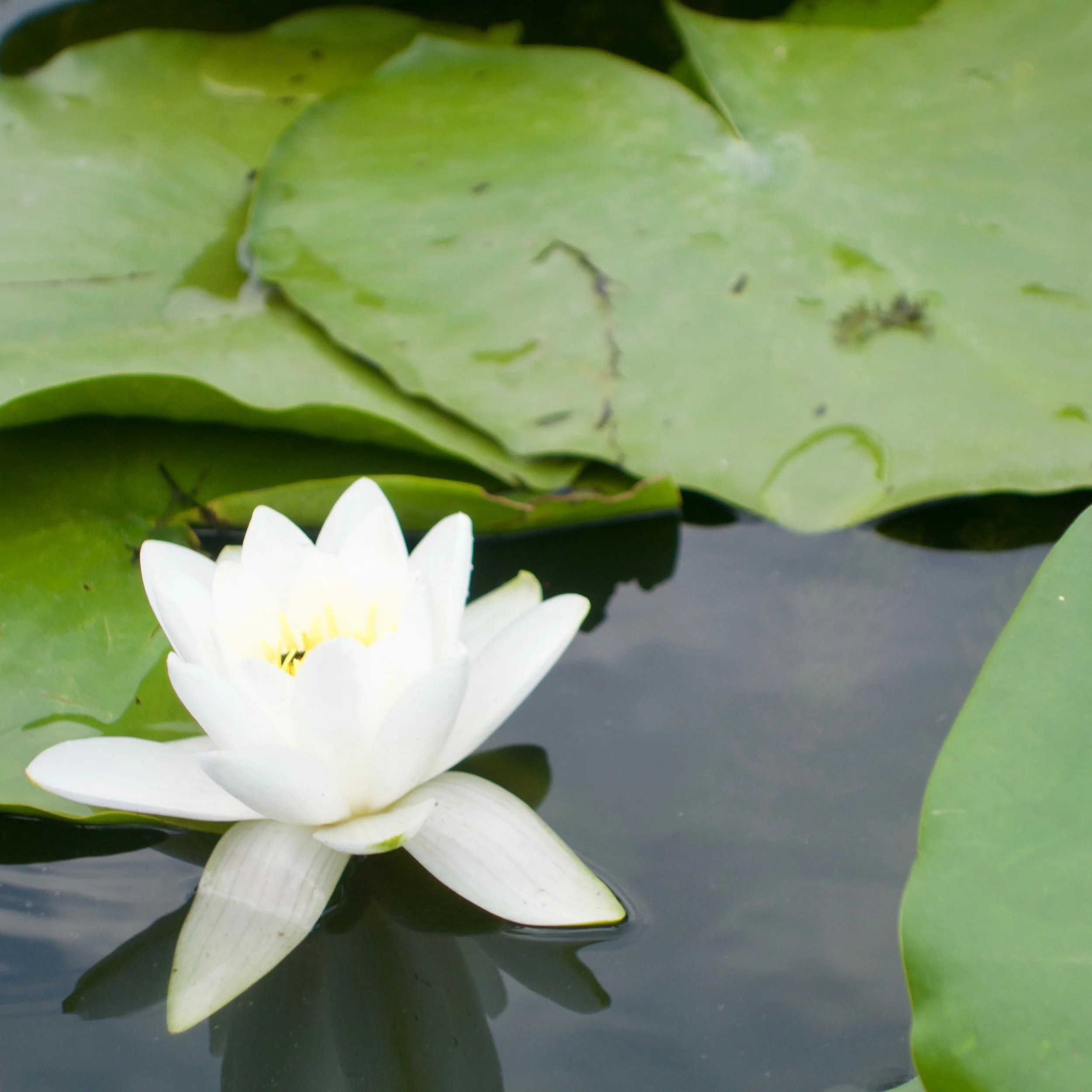 FAR OUT #52 ~ Exploring Intuition w/ Karina Antonopoulos