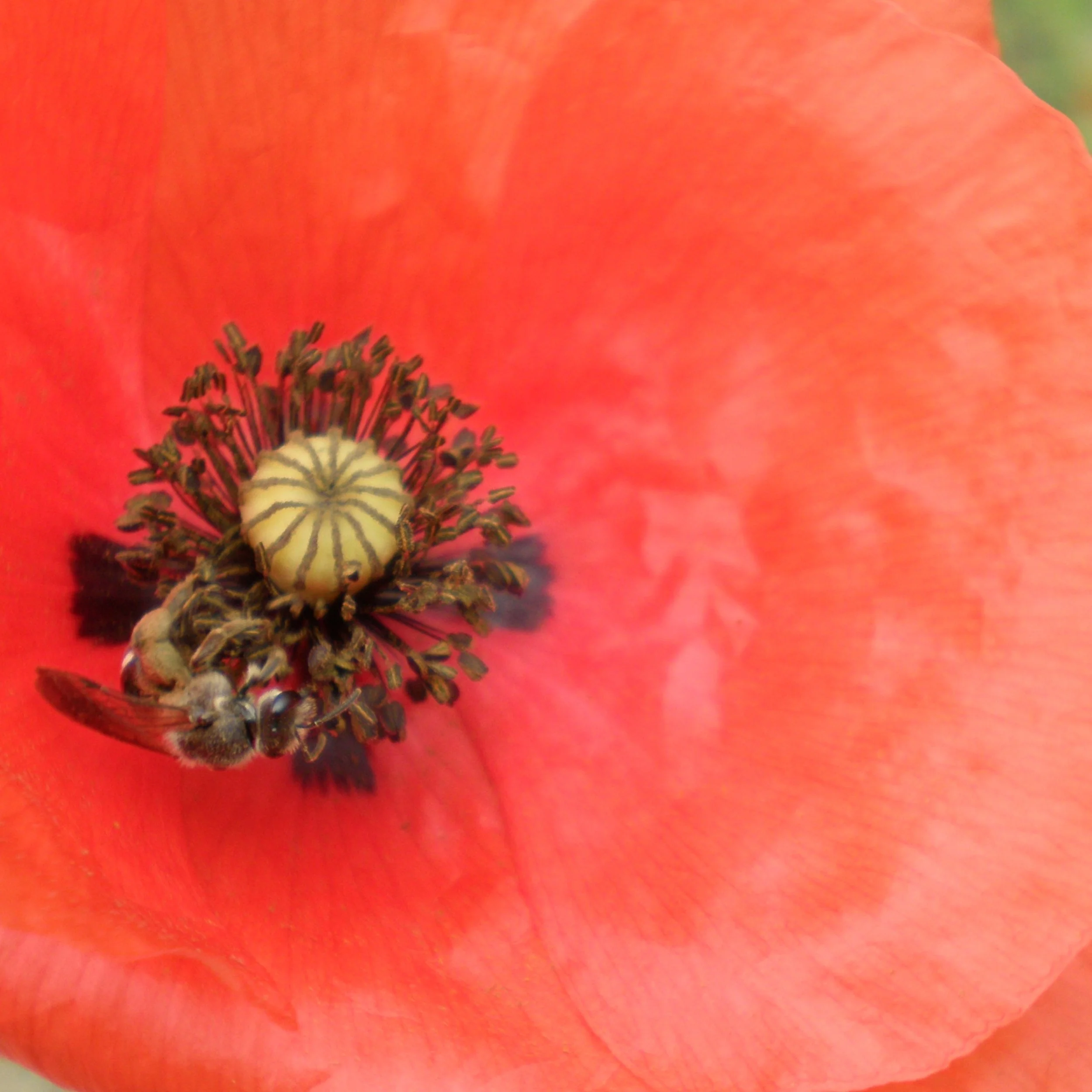 FAR OUT #34 ~ Reclaiming My Body: Going Off Birth Control