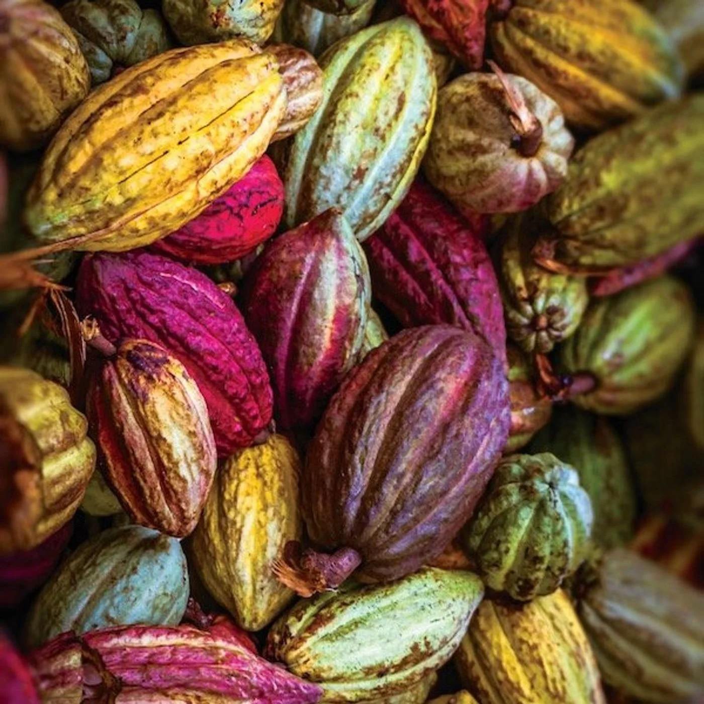 FAR OUT #126 ~ Exploring Ayahuasca: Shamanic Dietas – When Soul is Present, Nature is Alive (Episode 9)