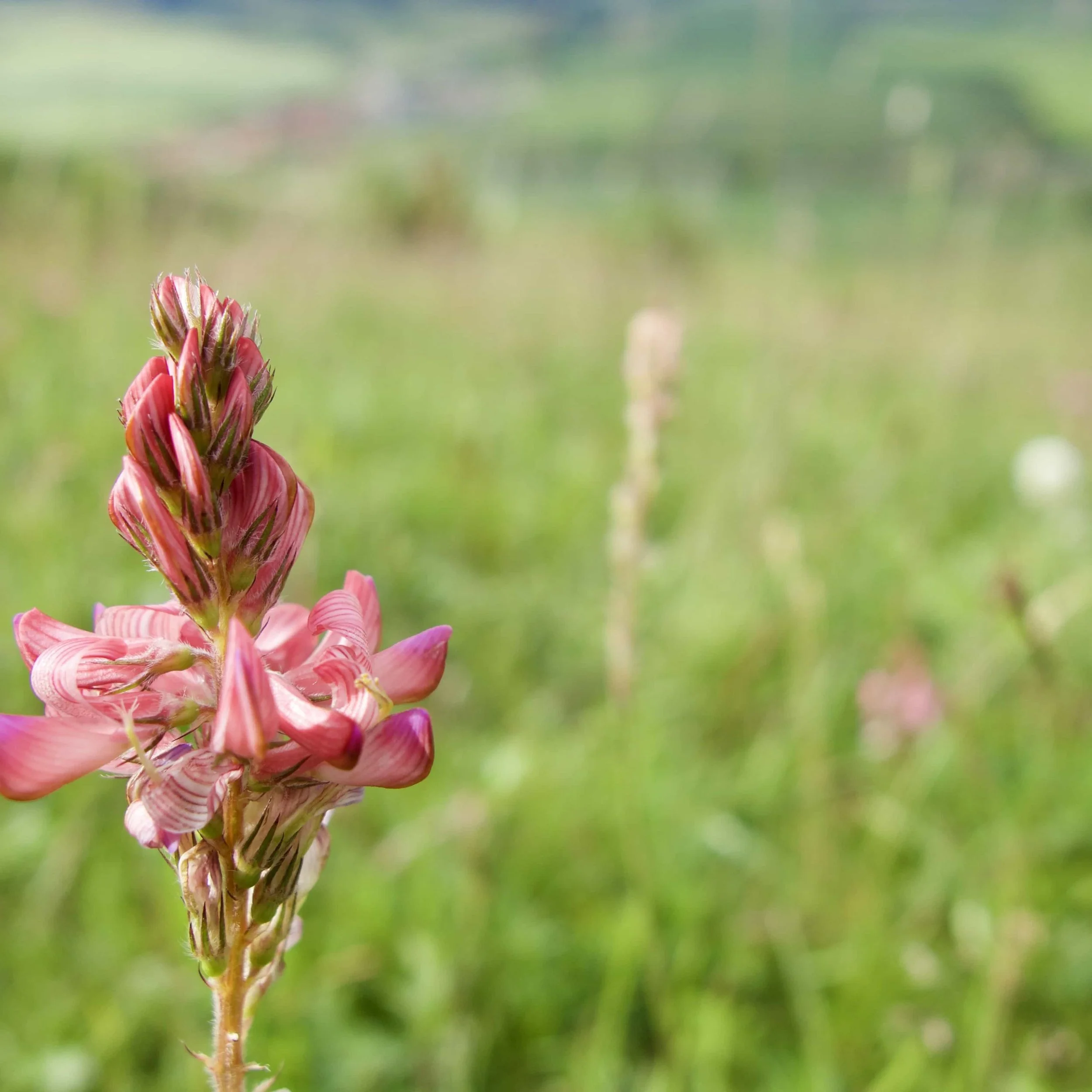 FAR OUT #152 ~ Learning From Our Plant Relatives