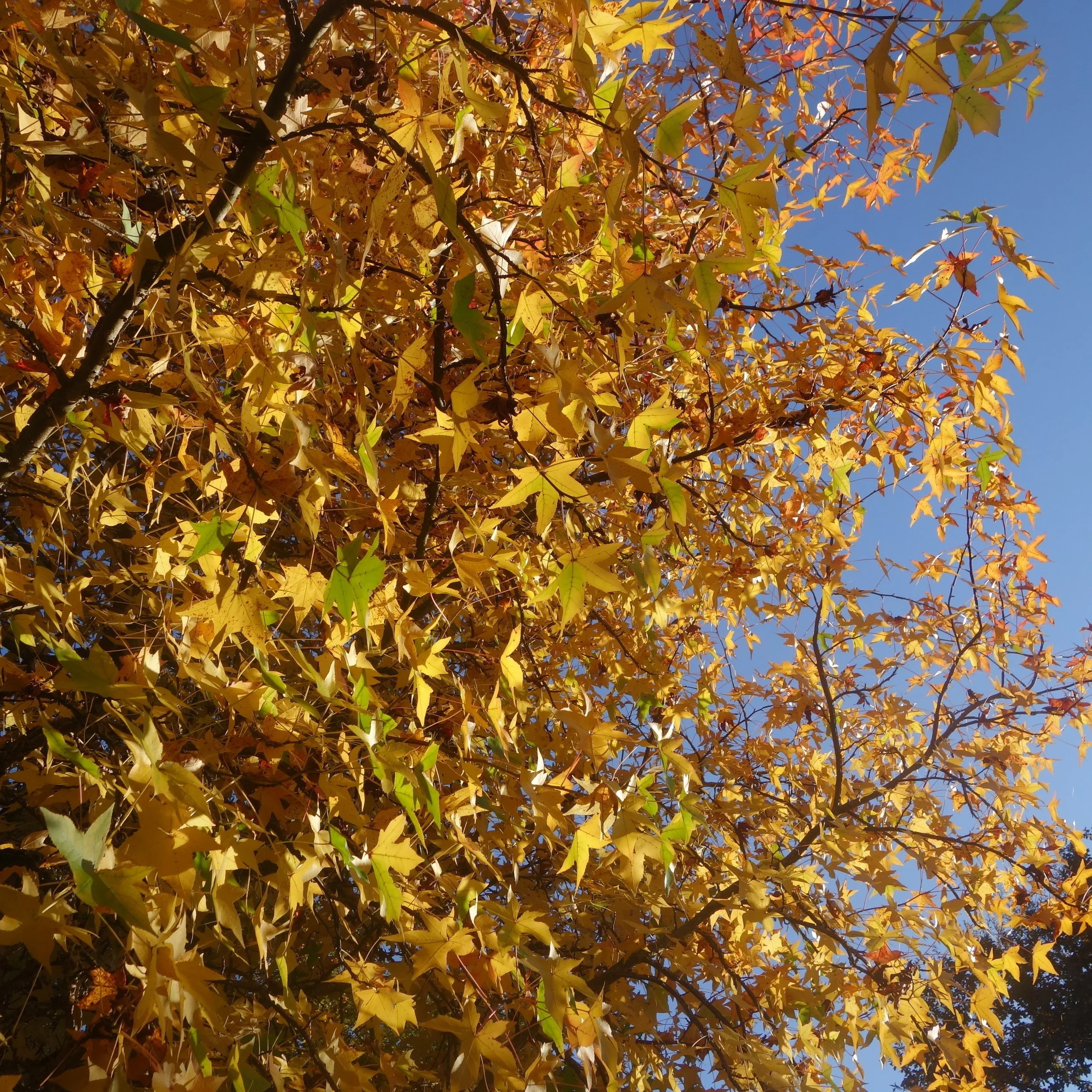 FAR OUT #5 ~ Taking a Psychedelic Retreat