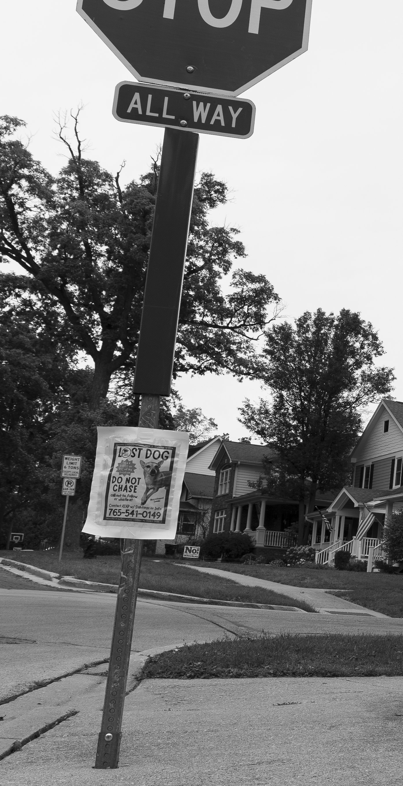 BW Lost Dog Sign.jpg