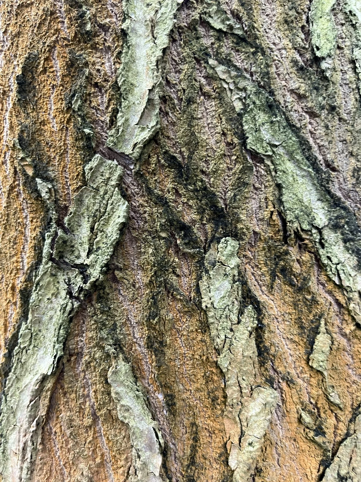 IMG_8679.JPEG