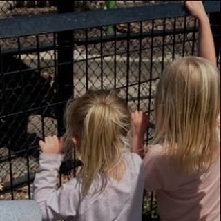 Our 3s classes have had so much fun at #OxbowParkAndZollmanZoo (and riding the school bus!) these past few days! Thanks to all the parents who joined us for these field trips!