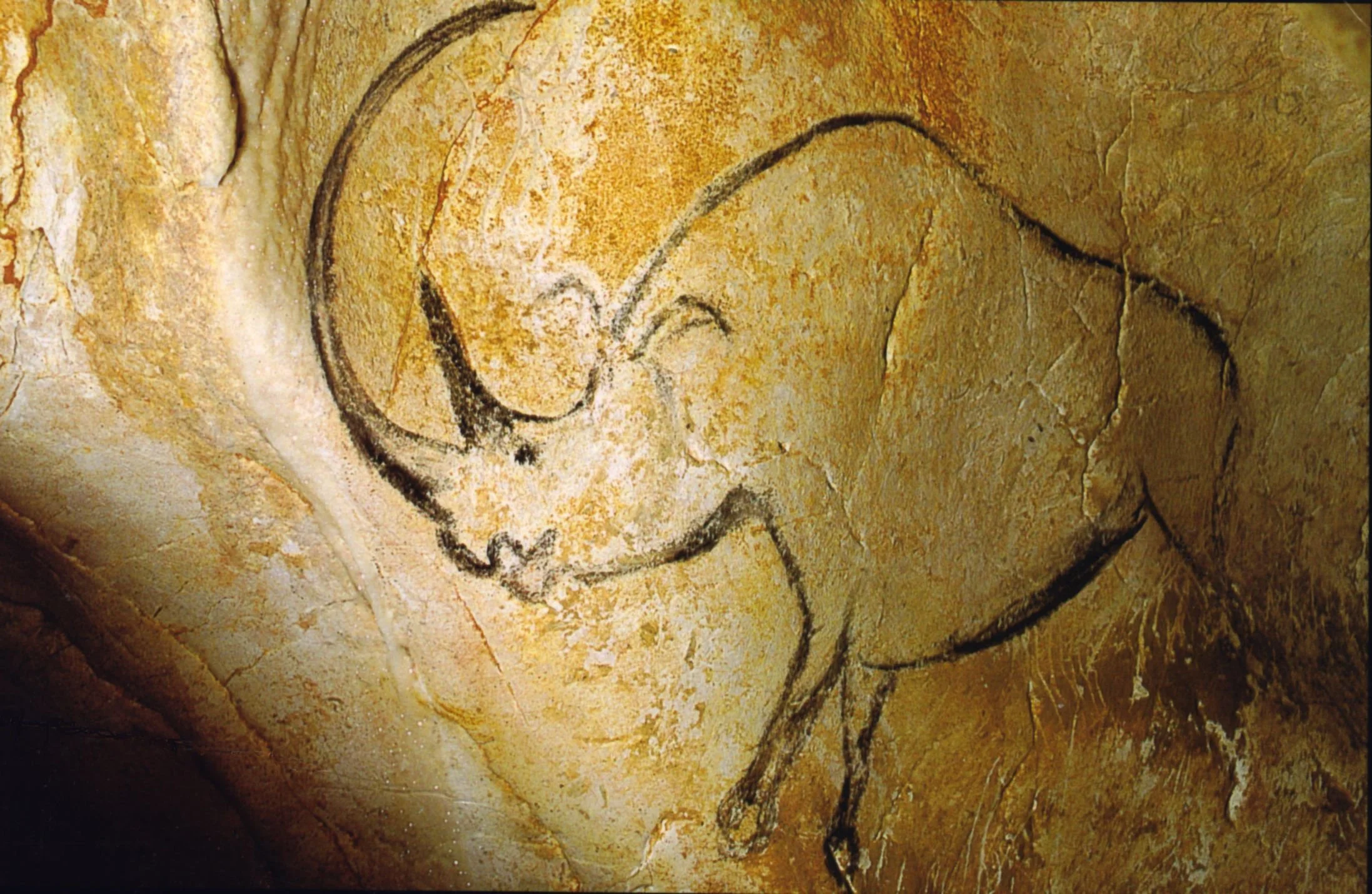 Prehistoric cave drawing of a rhinoceros with bold outline on rock wall from Chauvet Cave