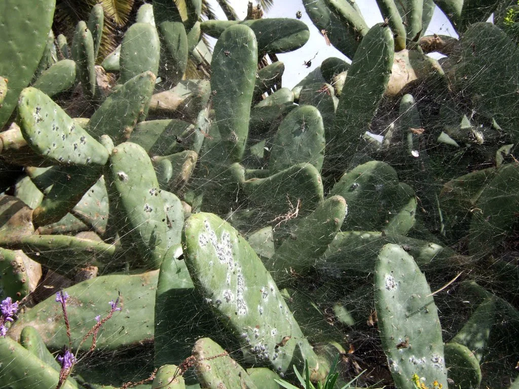 Cochineal insects clustered on prickly pear cactus pads.