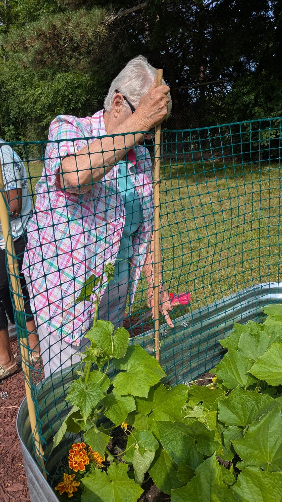 Trellises