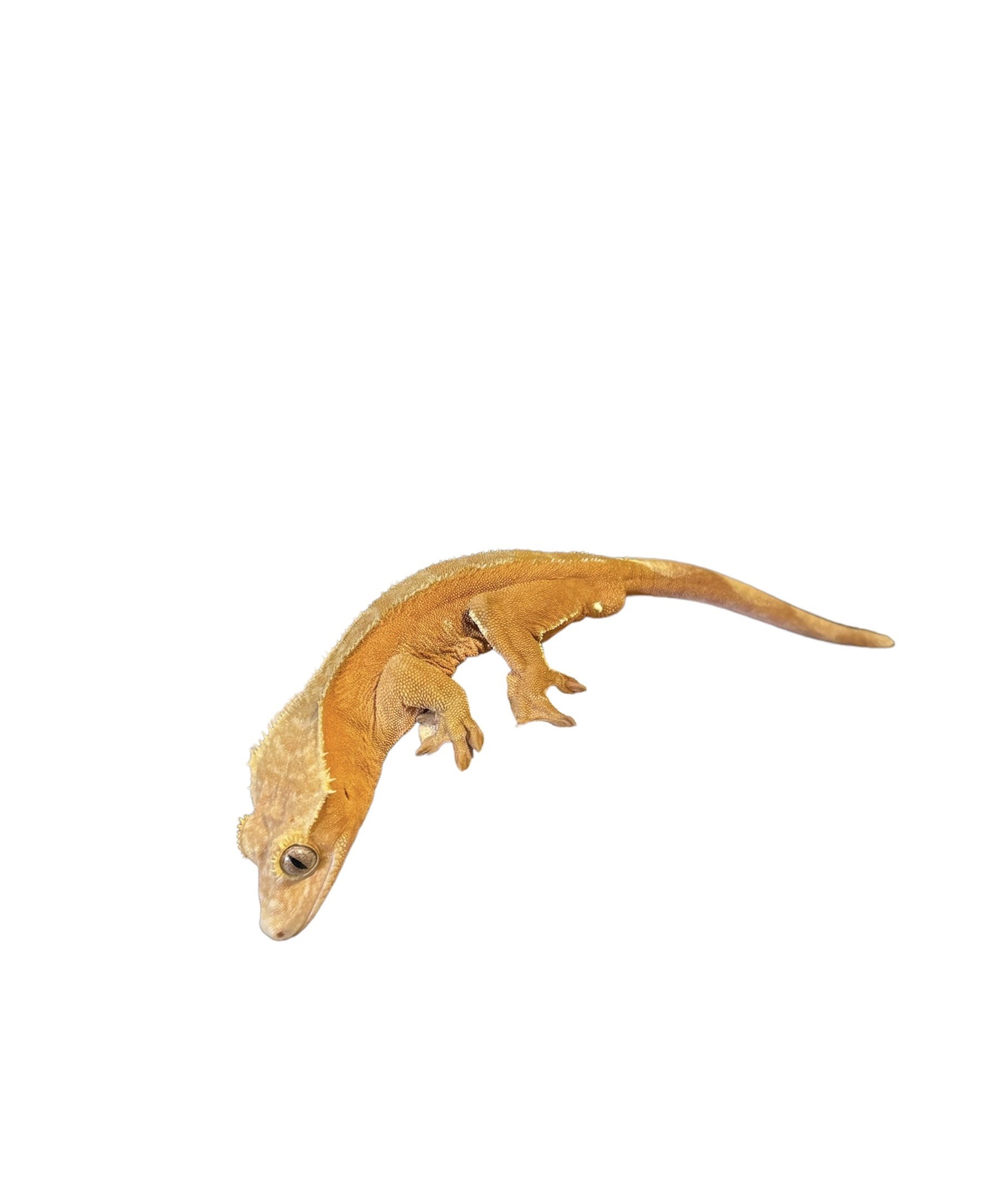 50% Het Axanthic Male